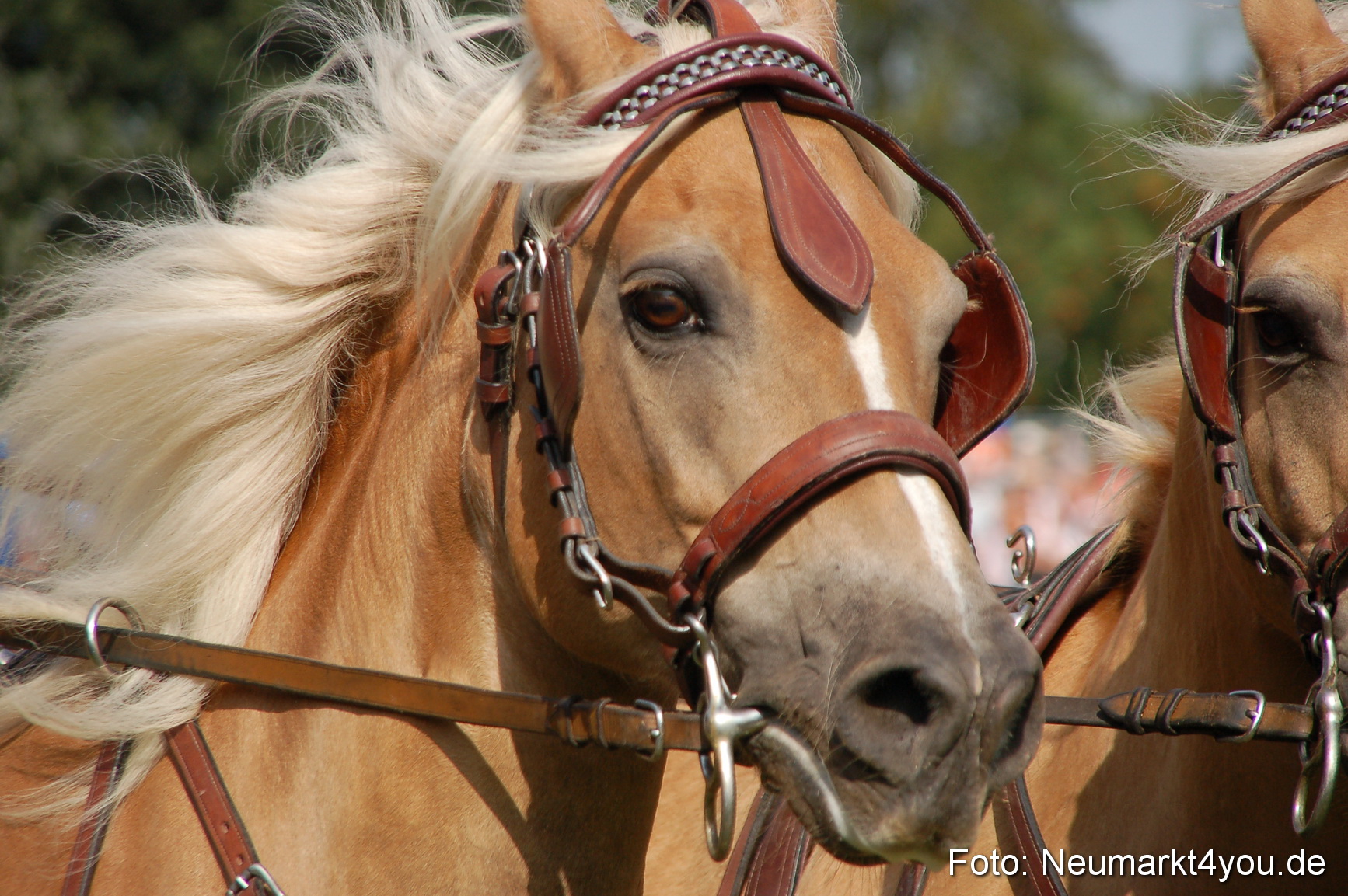 0129 Pferdeschau Volksfest 170809