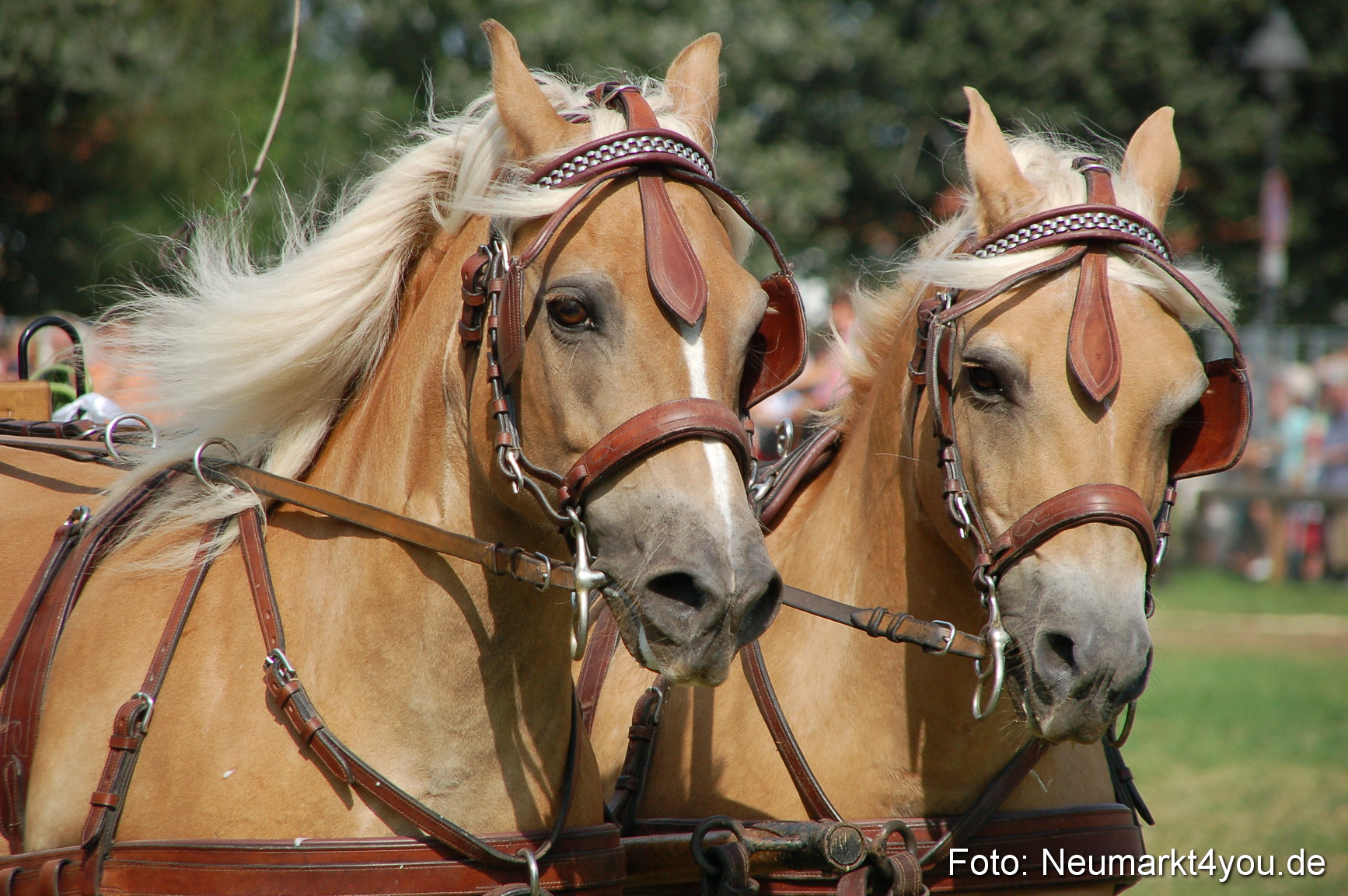 0131 Pferdeschau Volksfest 170809