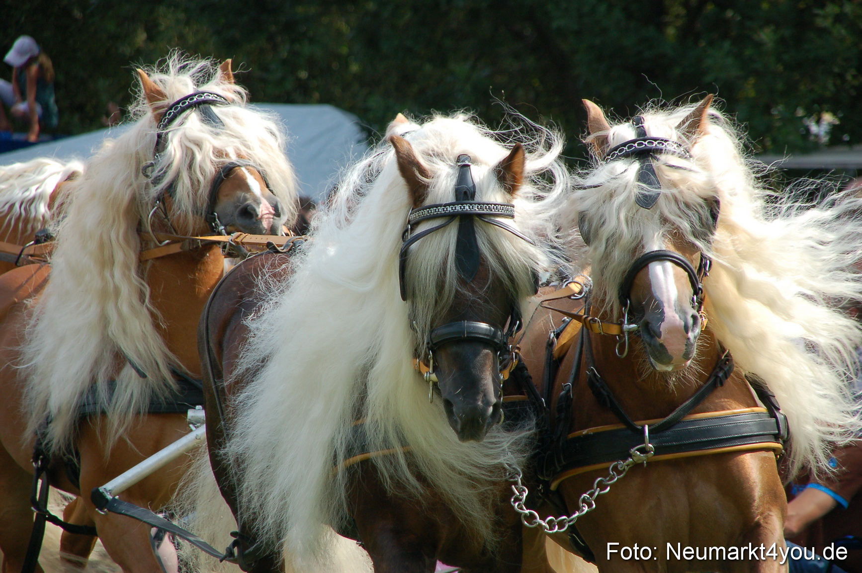 0134 Pferdeschau Volksfest 170809