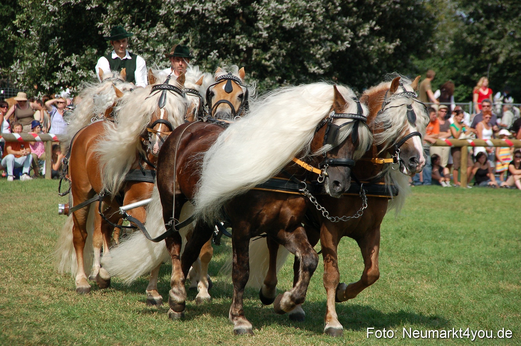 0136 Pferdeschau Volksfest 170809