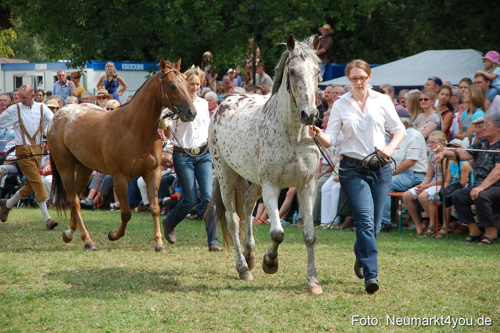 0144 Pferdeschau Volksfest 170809