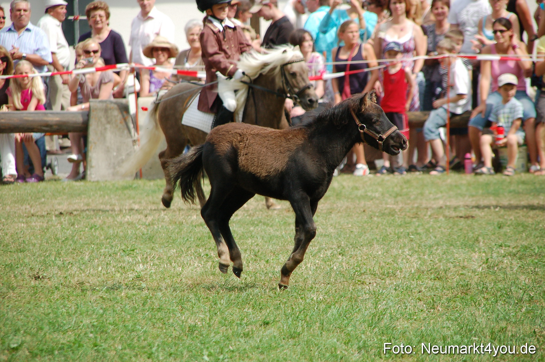 0166 Pferdeschau Volksfest 170809