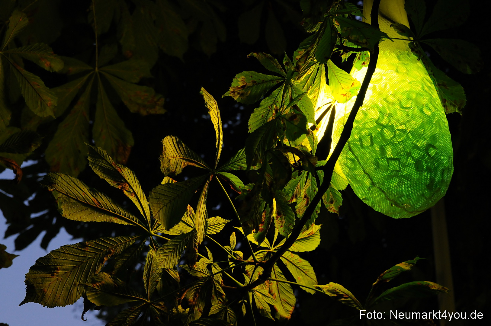 Berchinale Berching 300710 0019