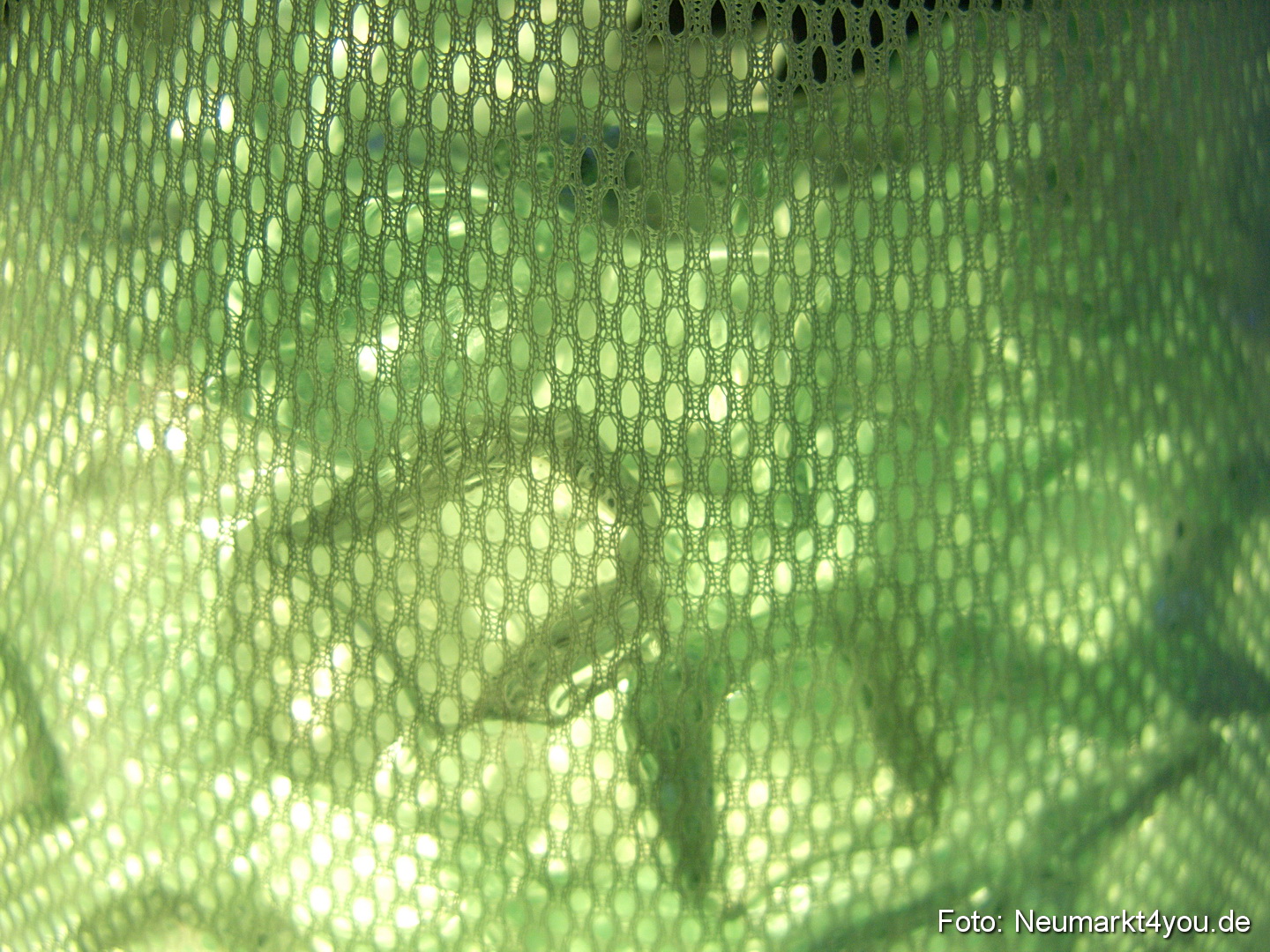 Berchinale Berching 300710 0020