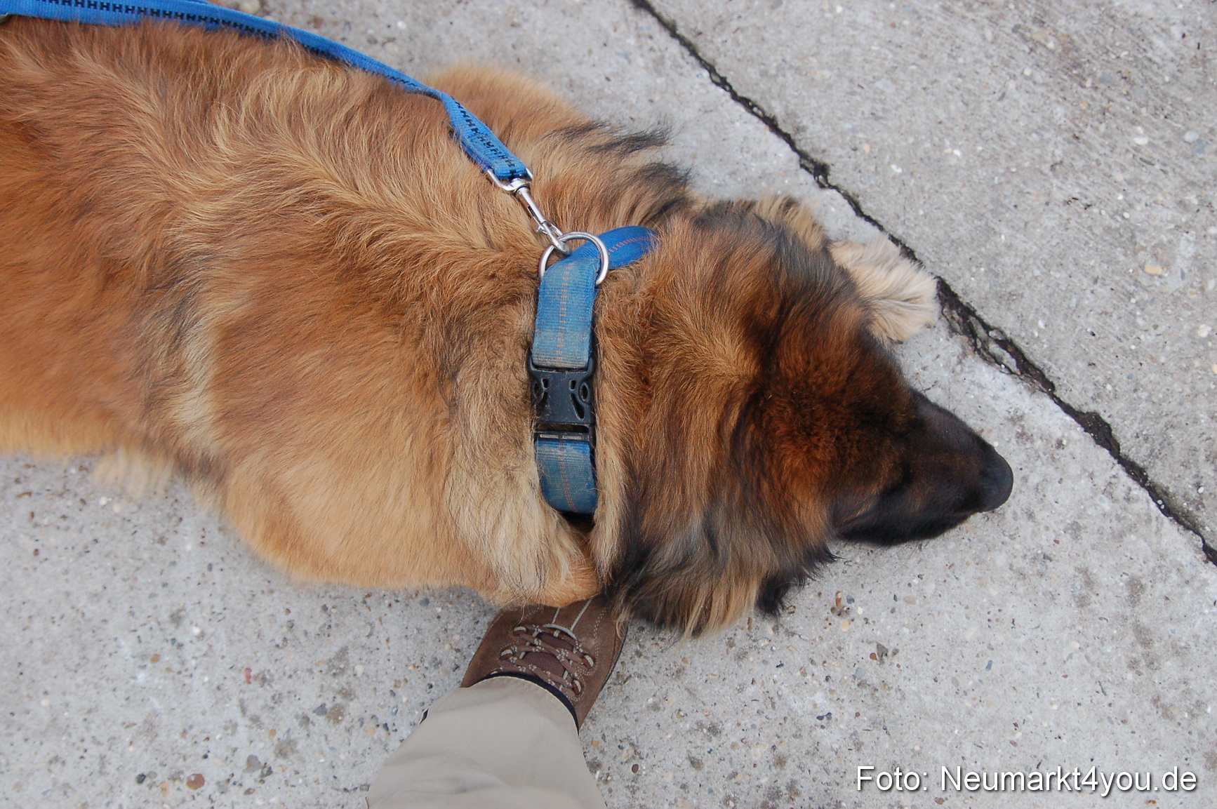 Rettungshunde Uebung 070510 0072