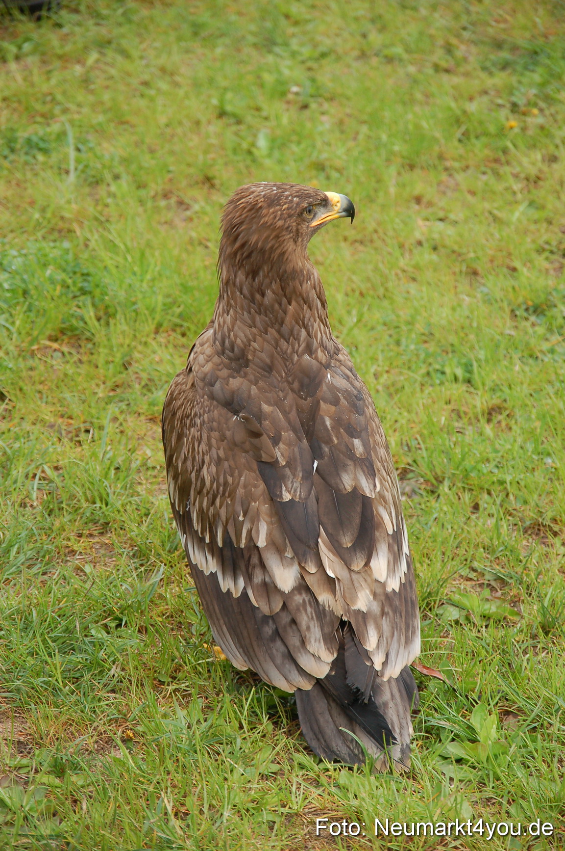 Eselrennen Neumarkt 020510 0134