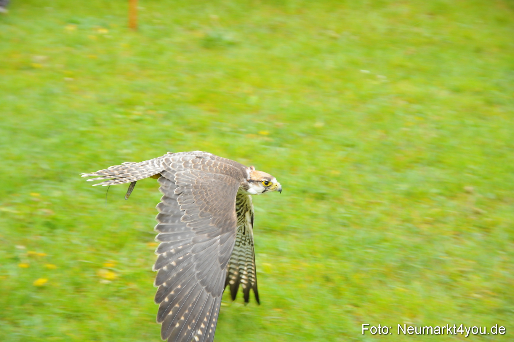 Eselrennen Neumarkt 020510 0136