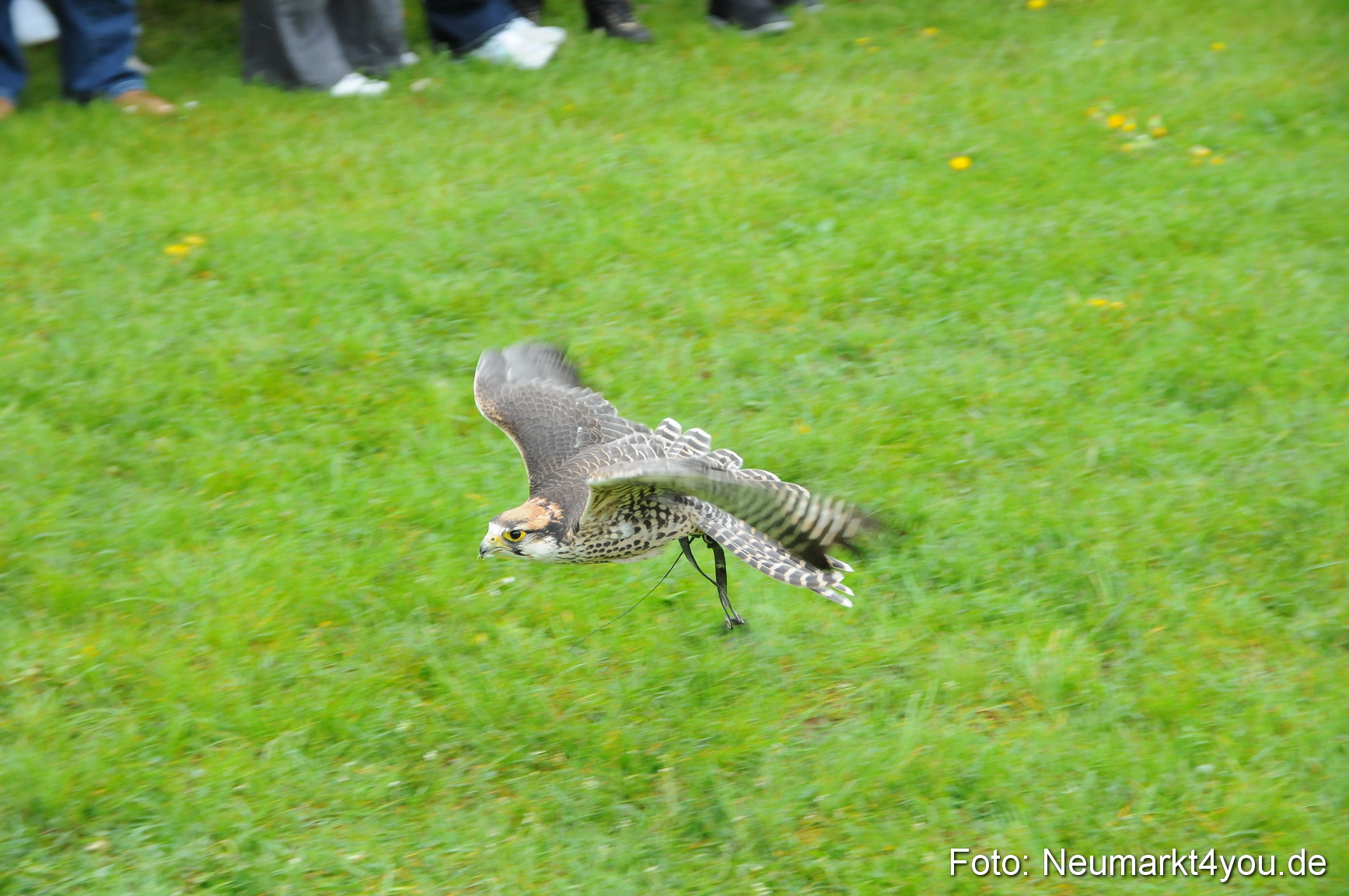 Eselrennen Neumarkt 020510 0138