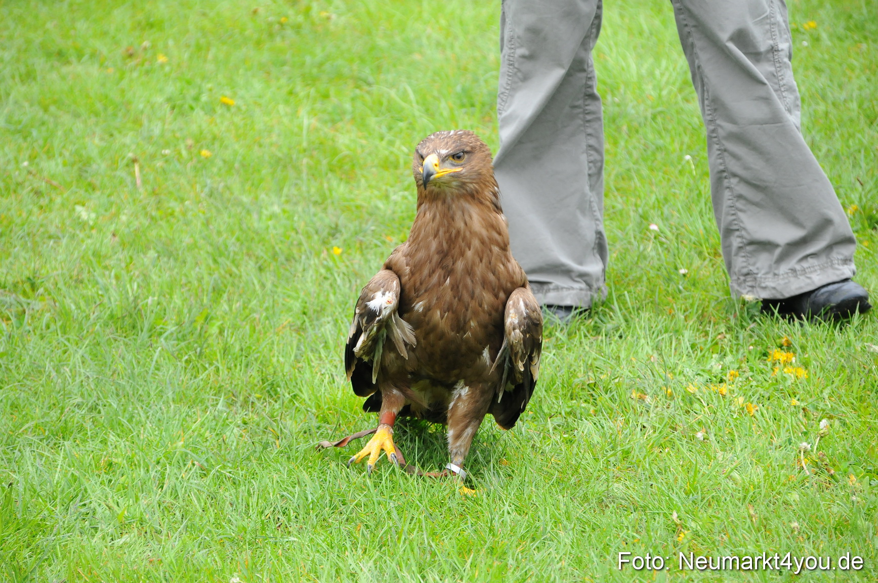 Eselrennen Neumarkt 020510 0144