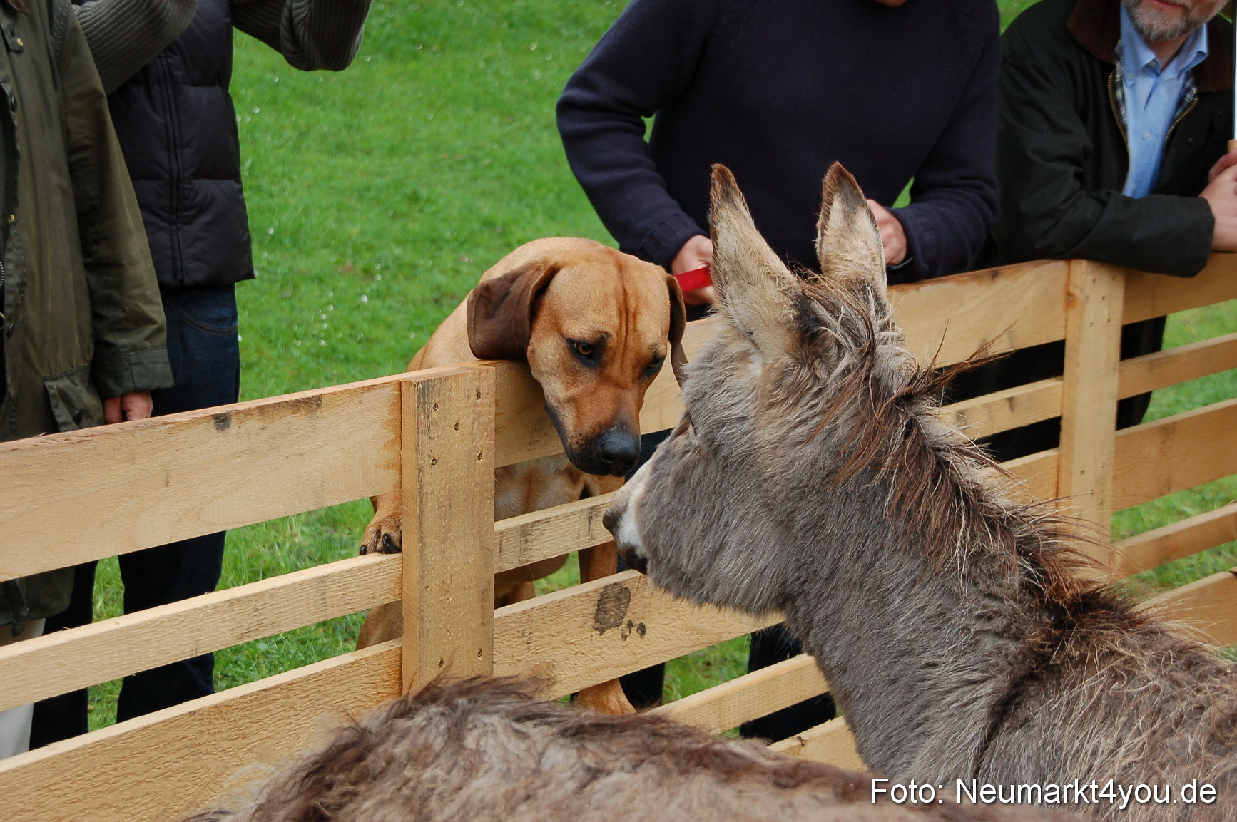 Eselrennen Neumarkt 020510 0152