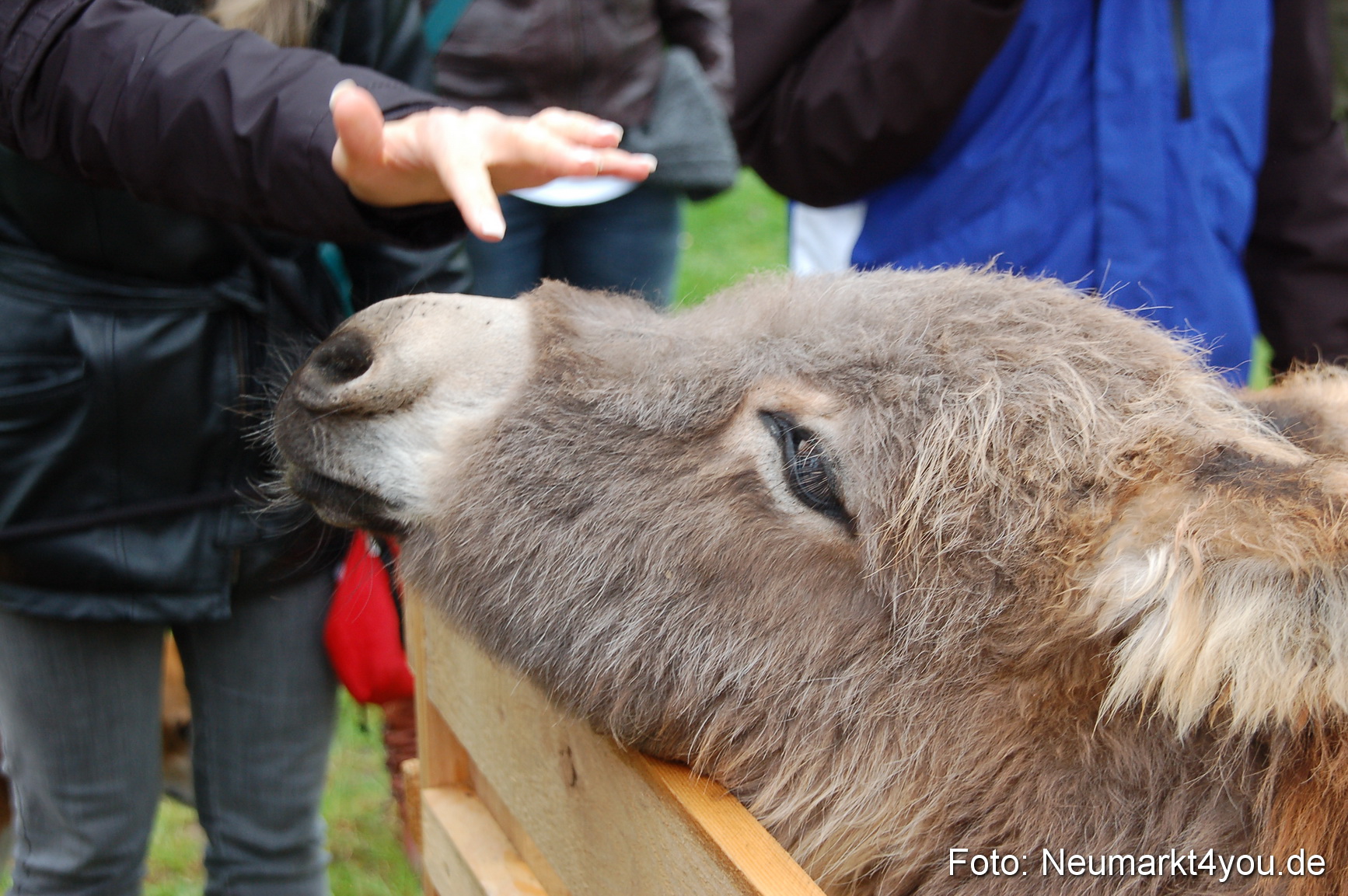 Eselrennen Neumarkt 020510 0153