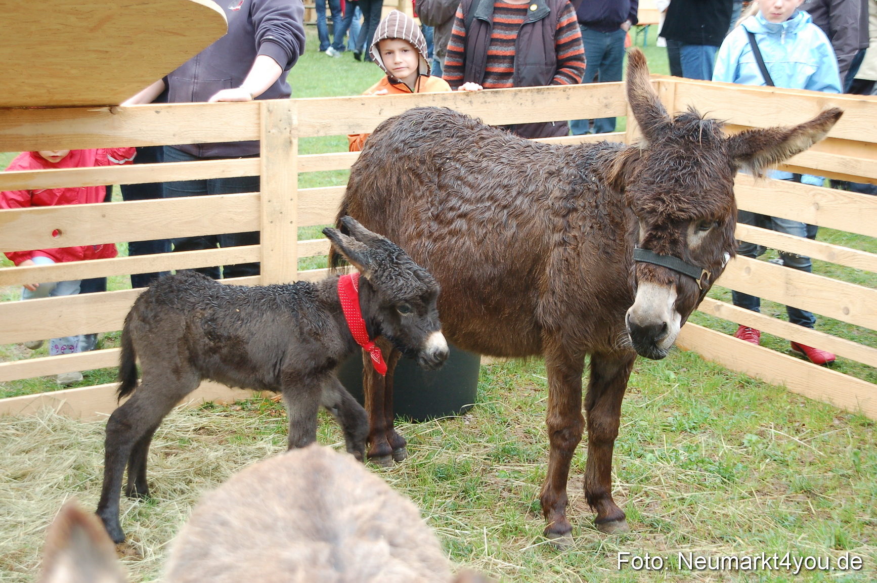 Eselrennen Neumarkt 020510 0154