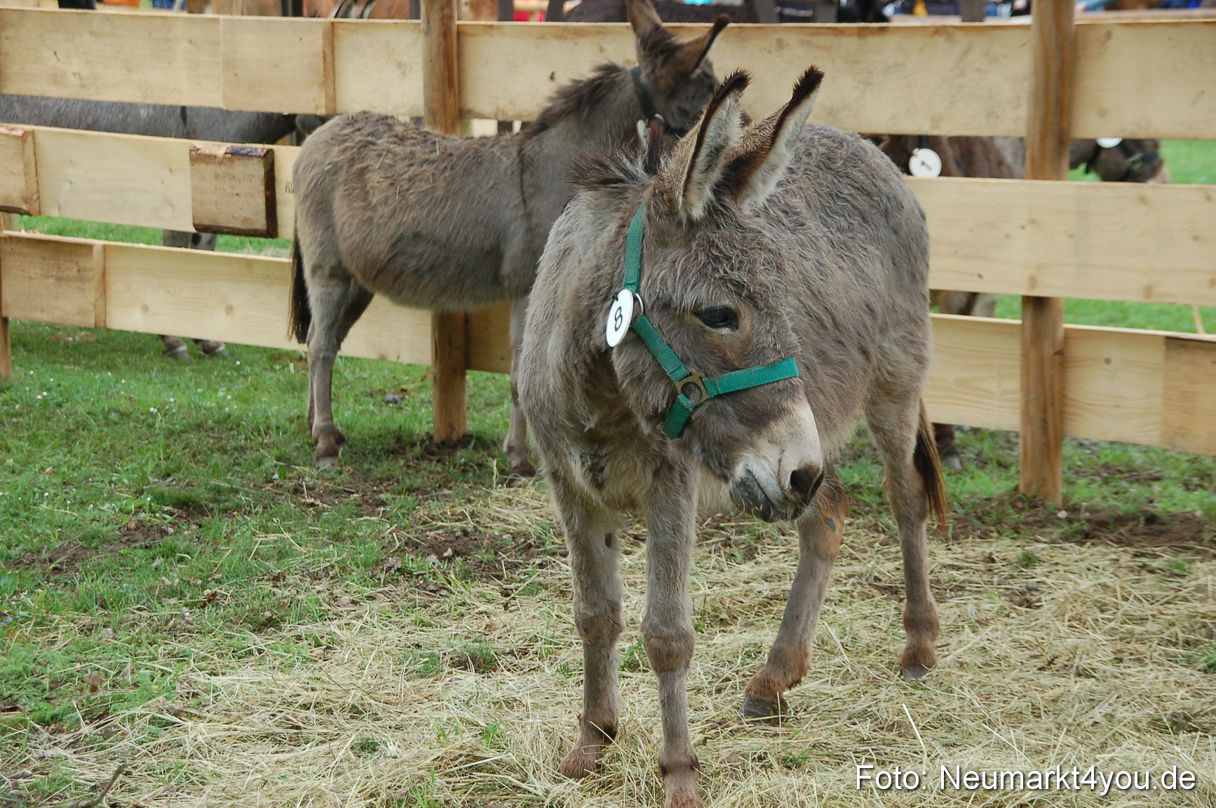 Eselrennen Neumarkt 020510 0155