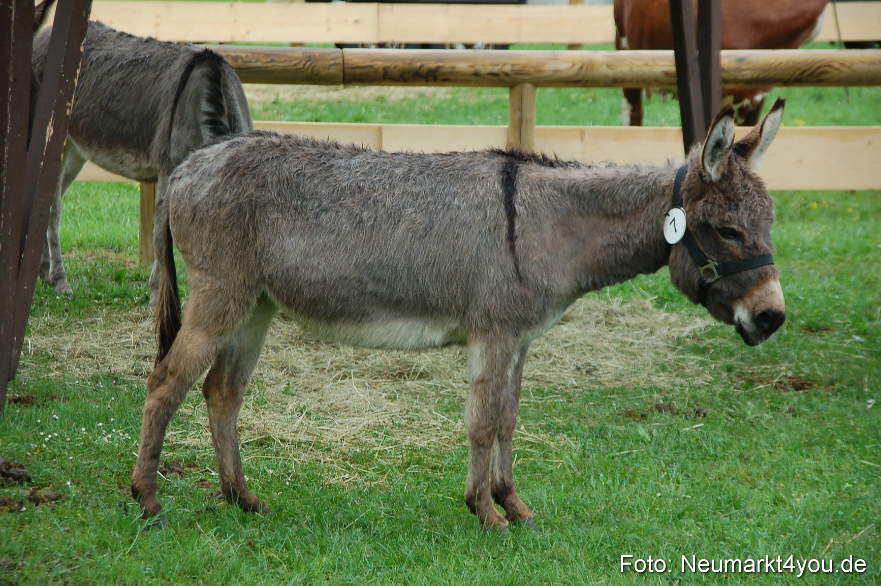 Eselrennen Neumarkt 020510 0156