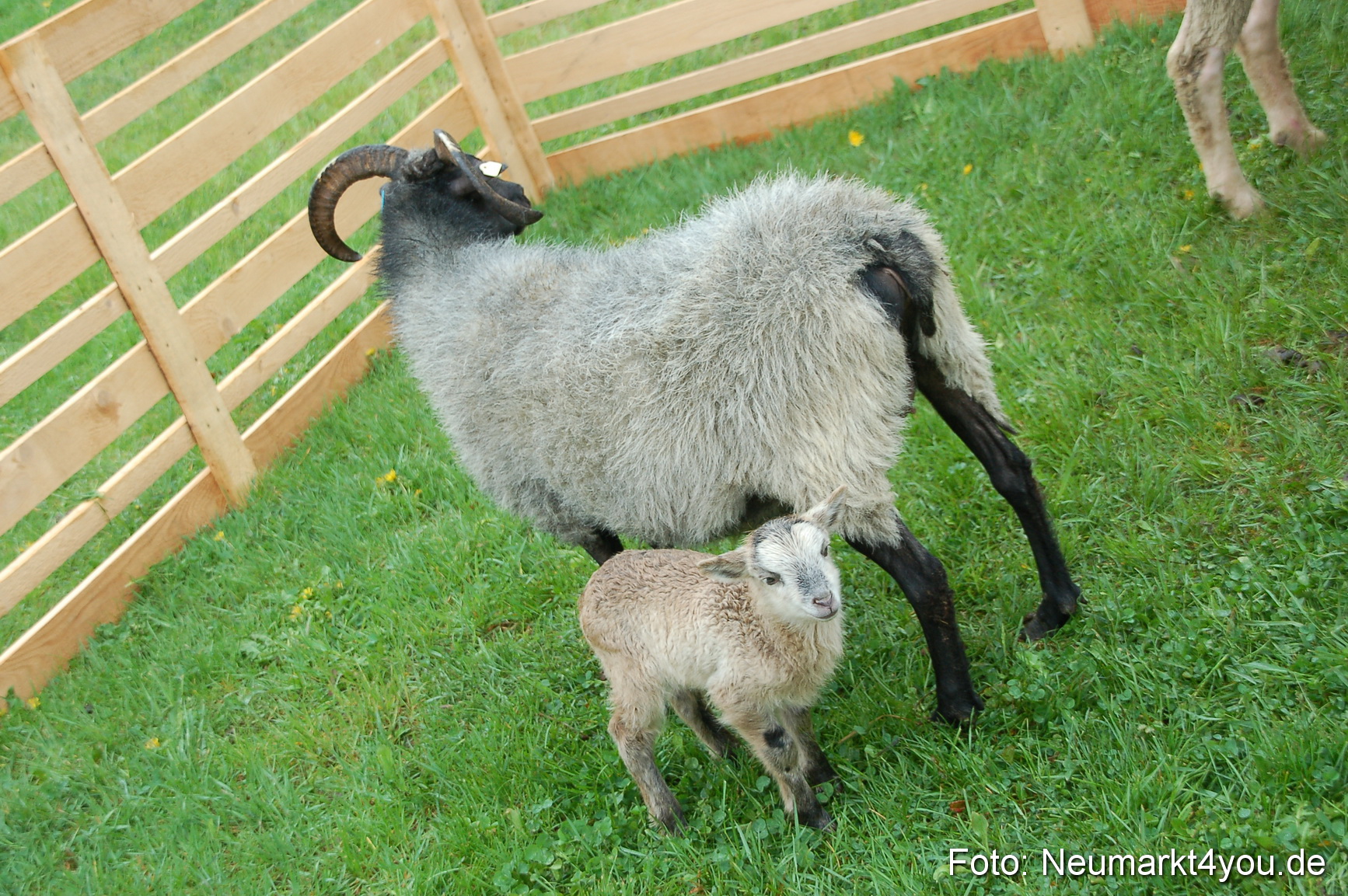 Eselrennen Neumarkt 020510 0157