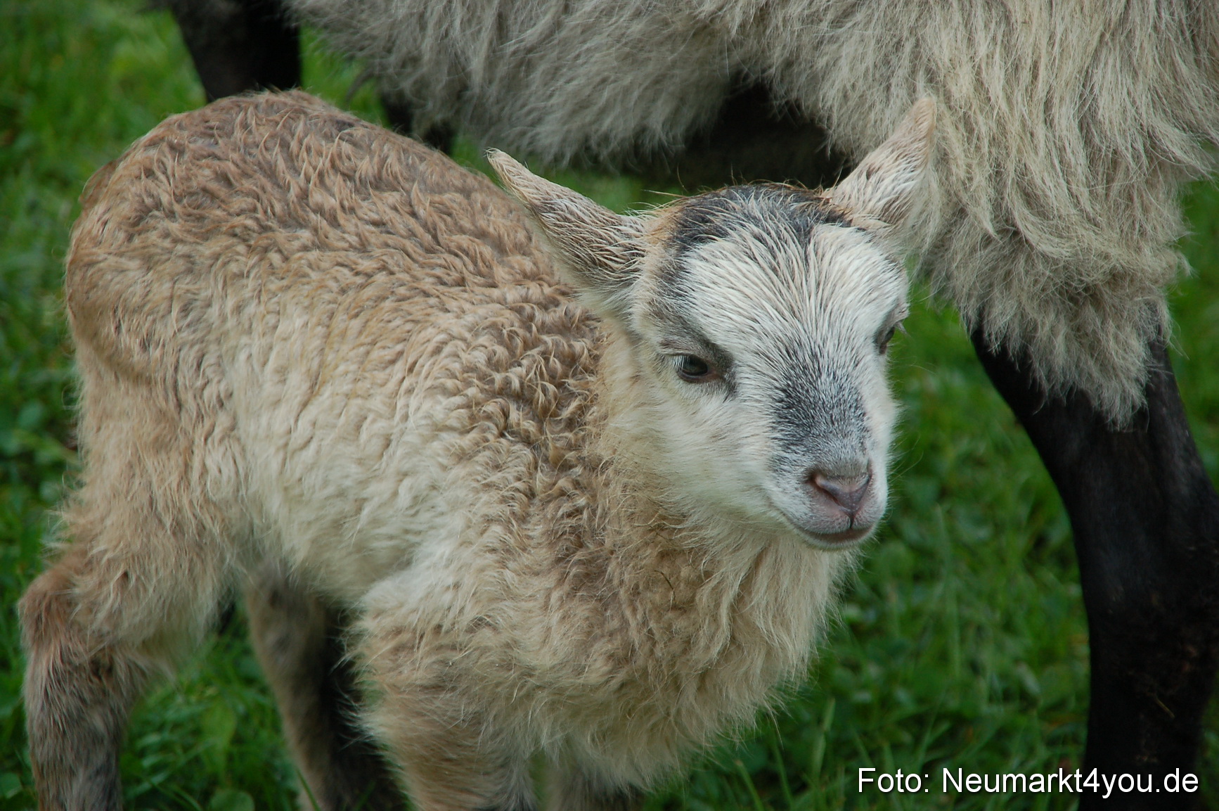 Eselrennen Neumarkt 020510 0158