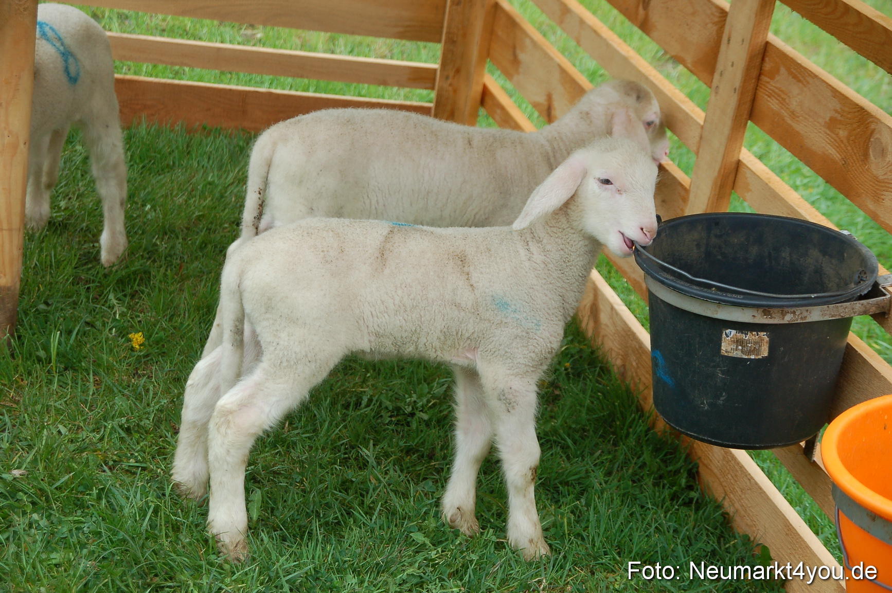 Eselrennen Neumarkt 020510 0159