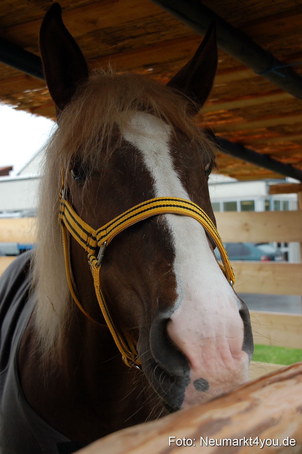 Eselrennen Neumarkt 020510 0160