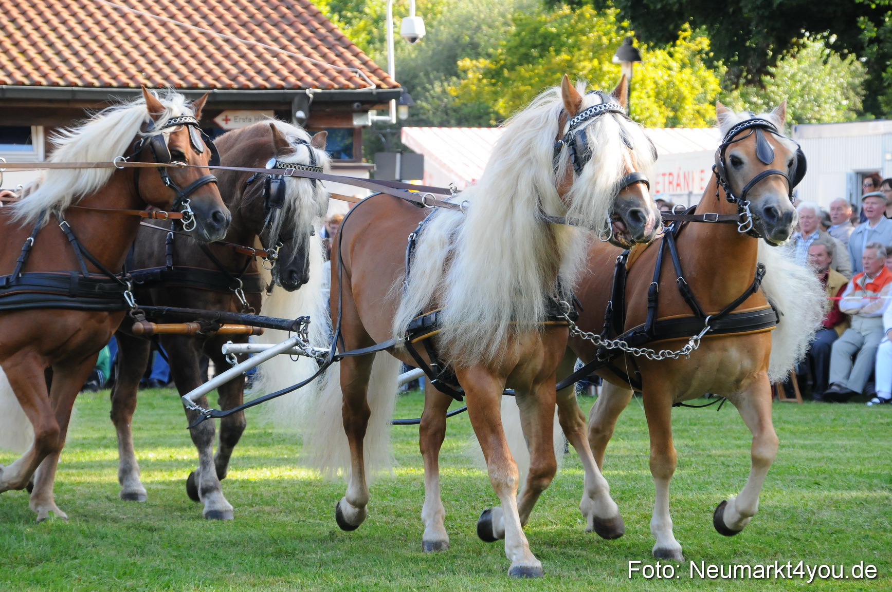 Pferdeschau Volksfest Neumarkt 160810 0003