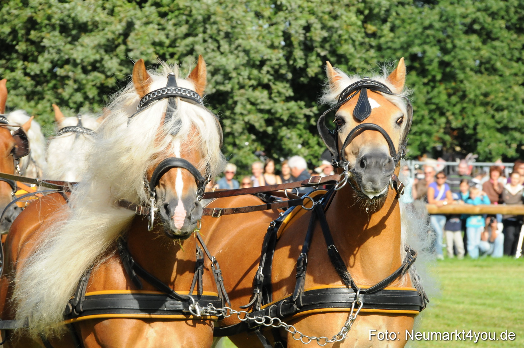 Pferdeschau Volksfest Neumarkt 160810 0005
