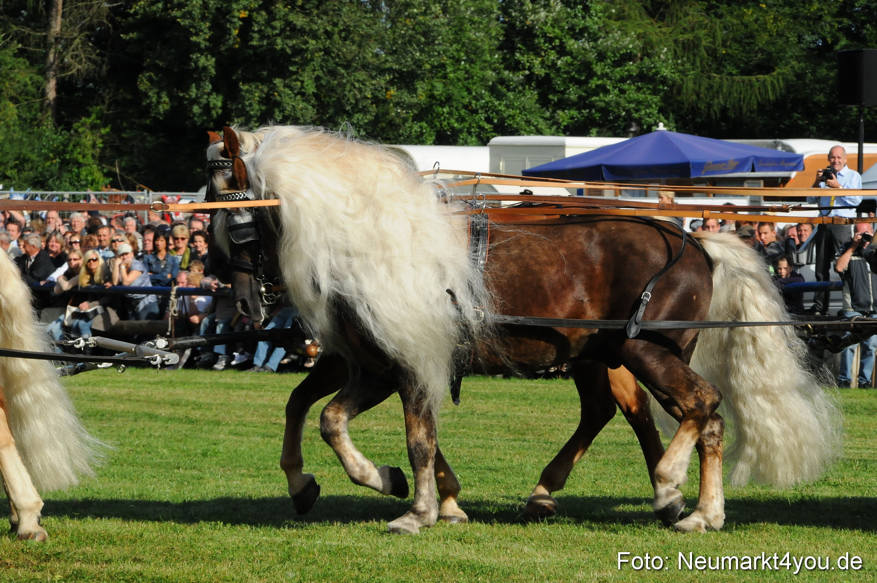 Pferdeschau Volksfest Neumarkt 160810 0007