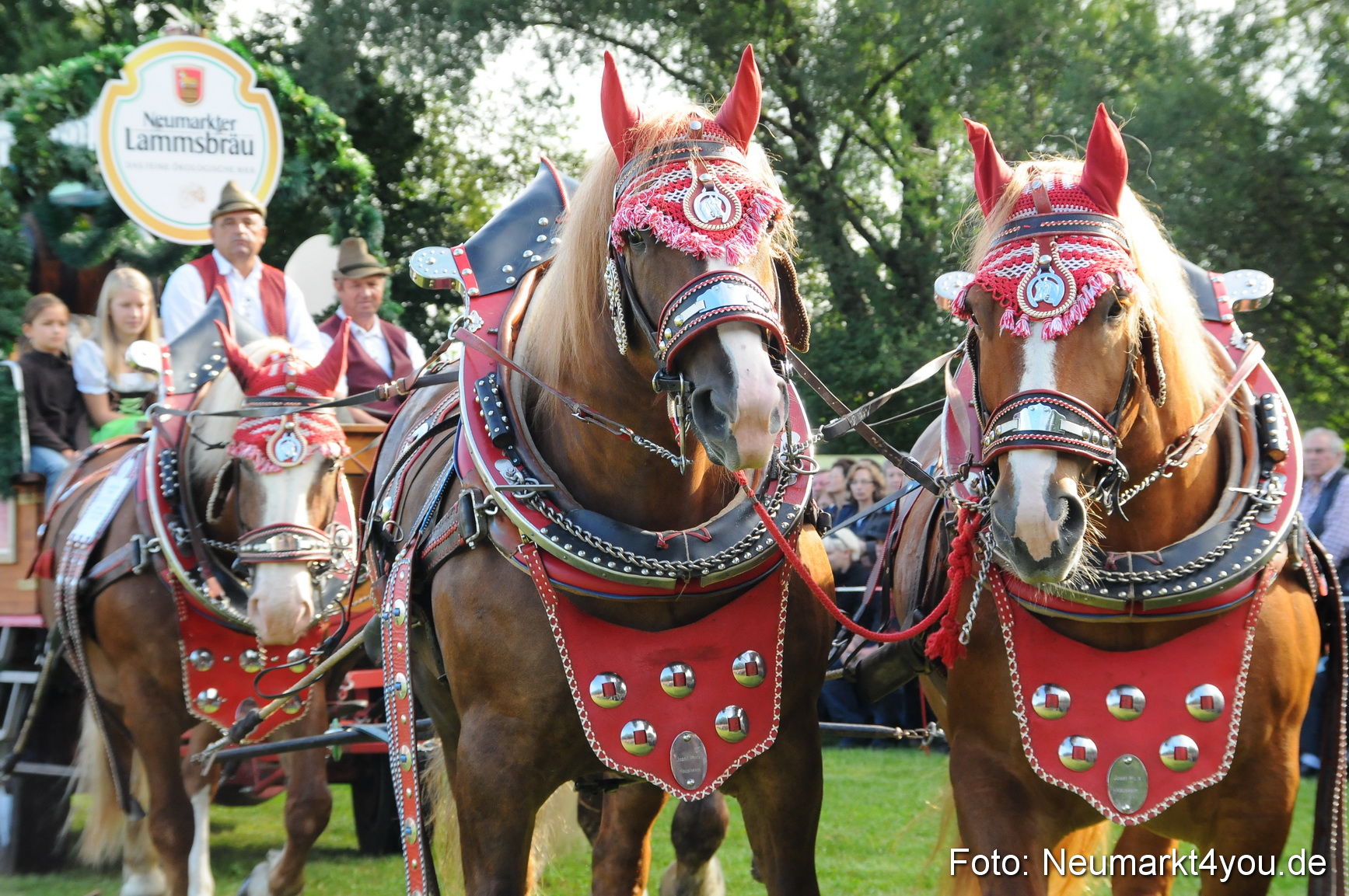 Pferdeschau Volksfest Neumarkt 160810 0014