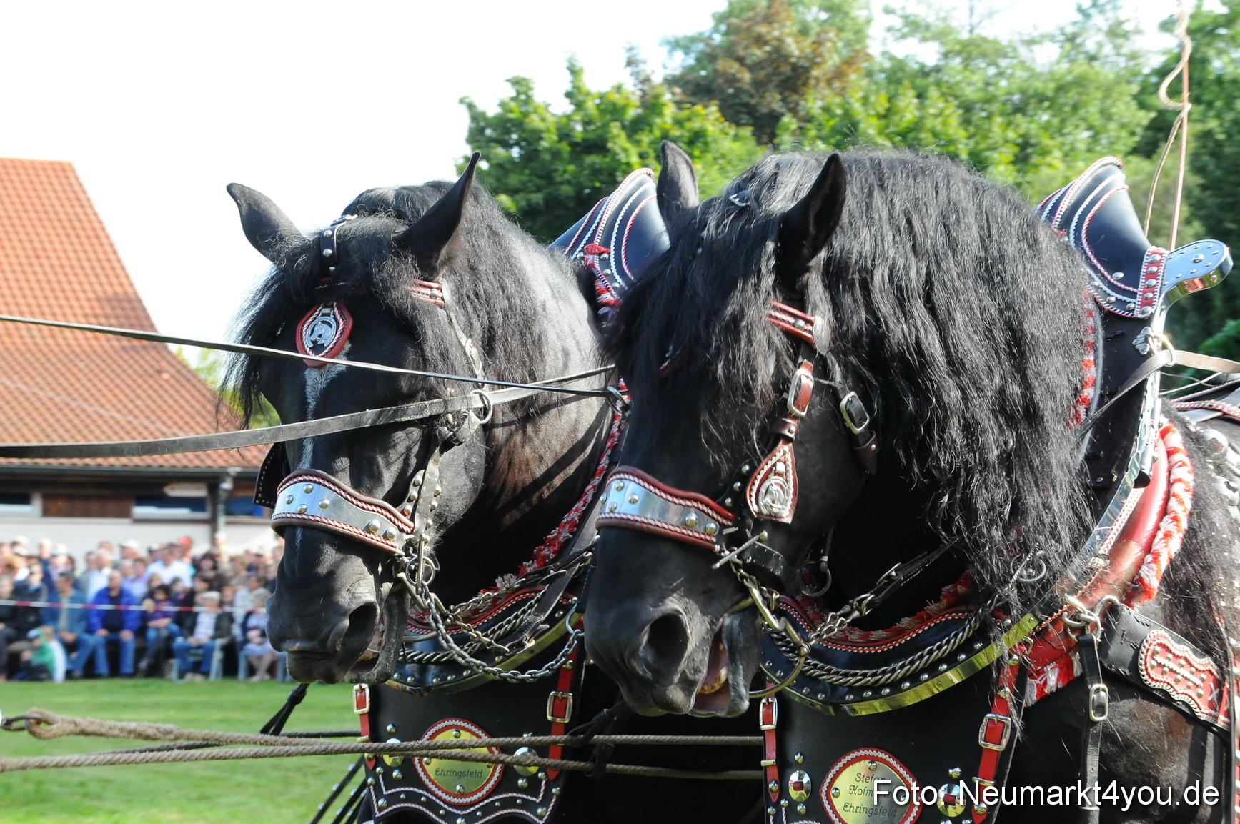 Pferdeschau Volksfest Neumarkt 160810 0015