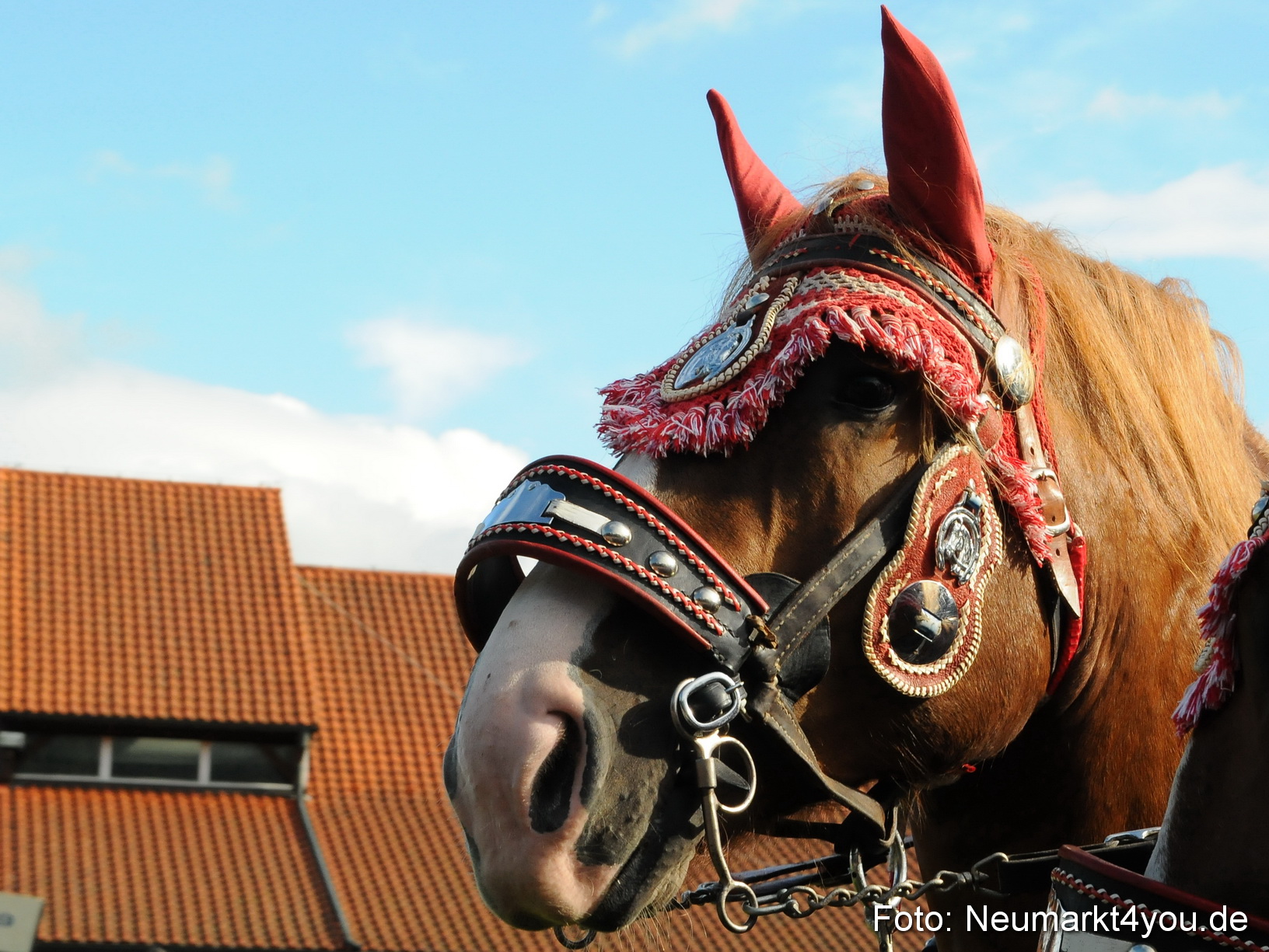 Pferdeschau Volksfest Neumarkt 160810 0016