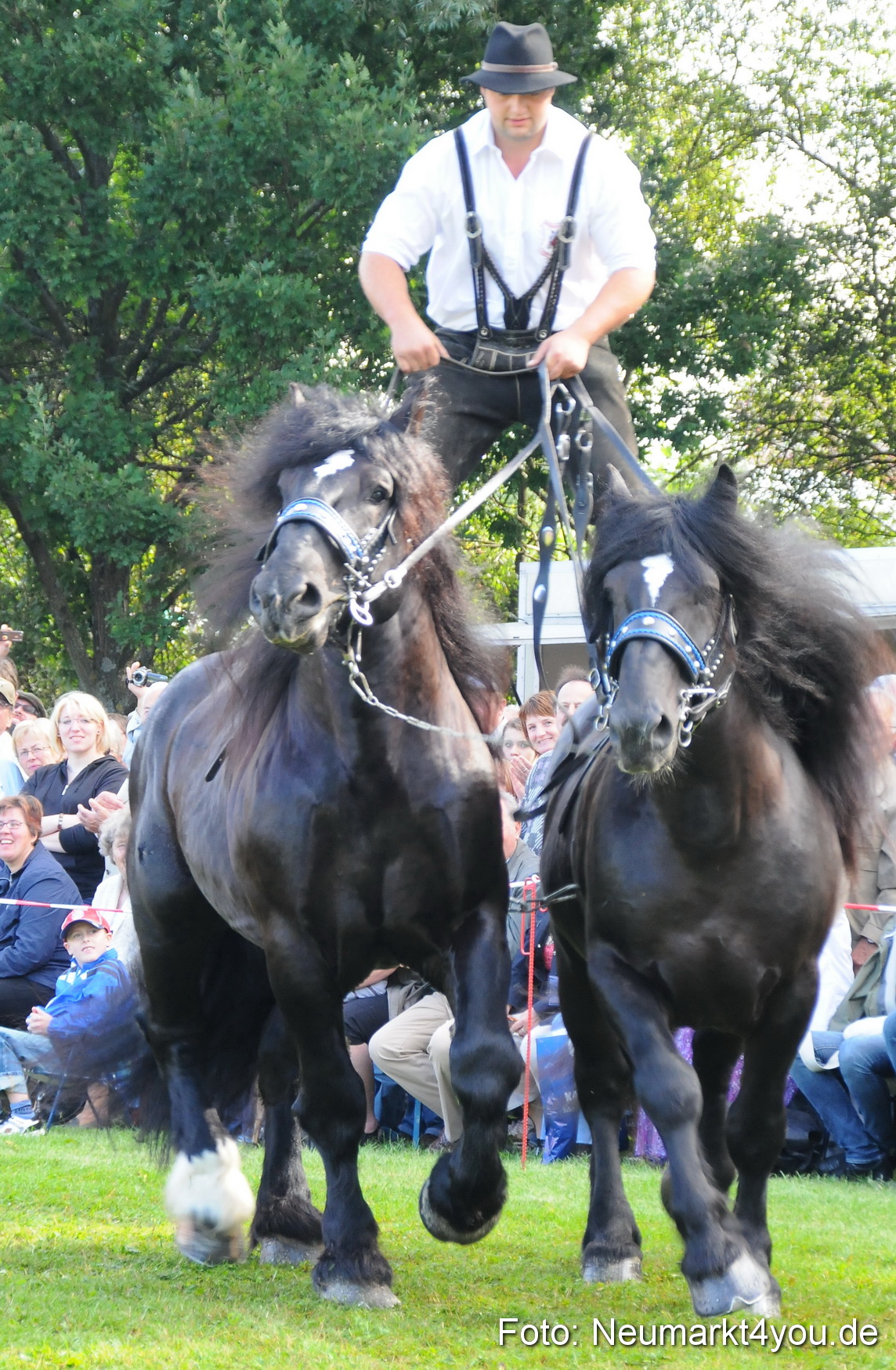 Pferdeschau Volksfest Neumarkt 160810 0021