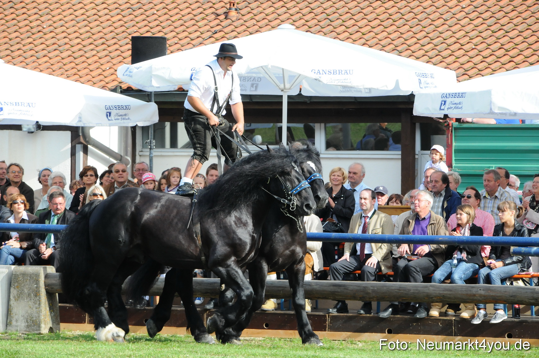 Pferdeschau Volksfest Neumarkt 160810 0022