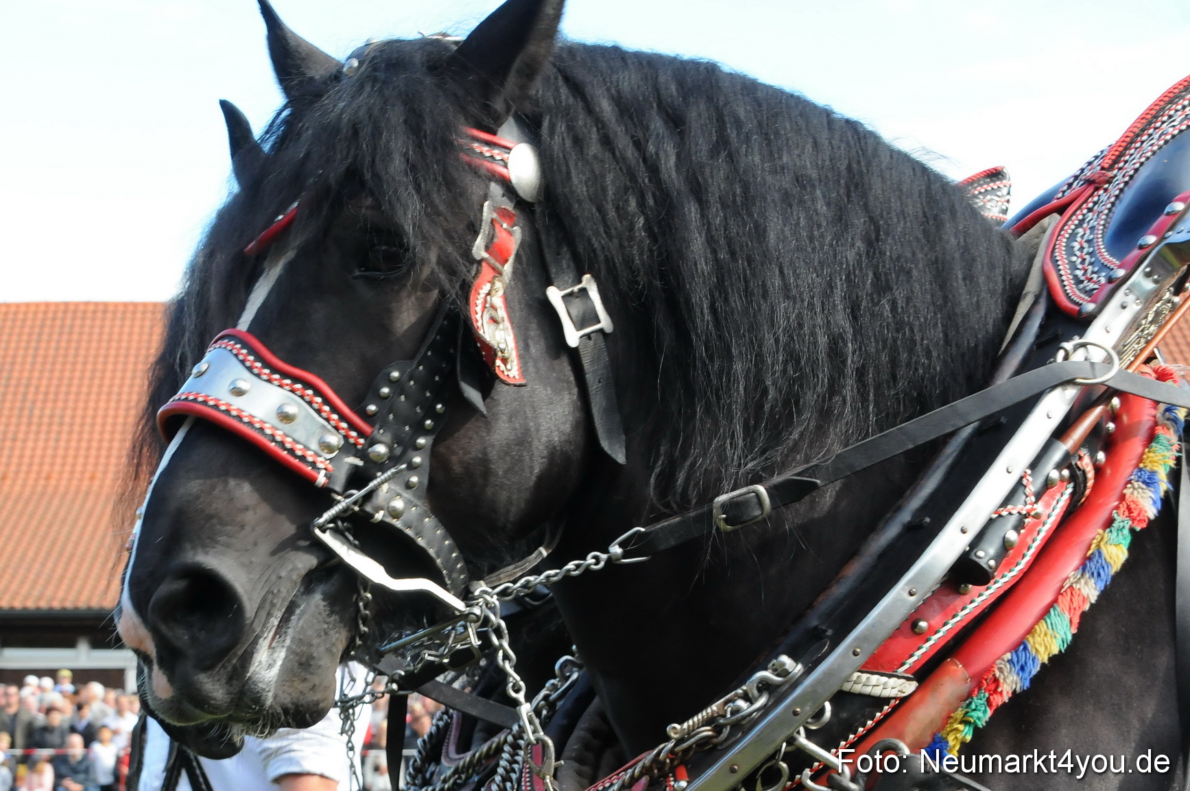 Pferdeschau Volksfest Neumarkt 160810 0024