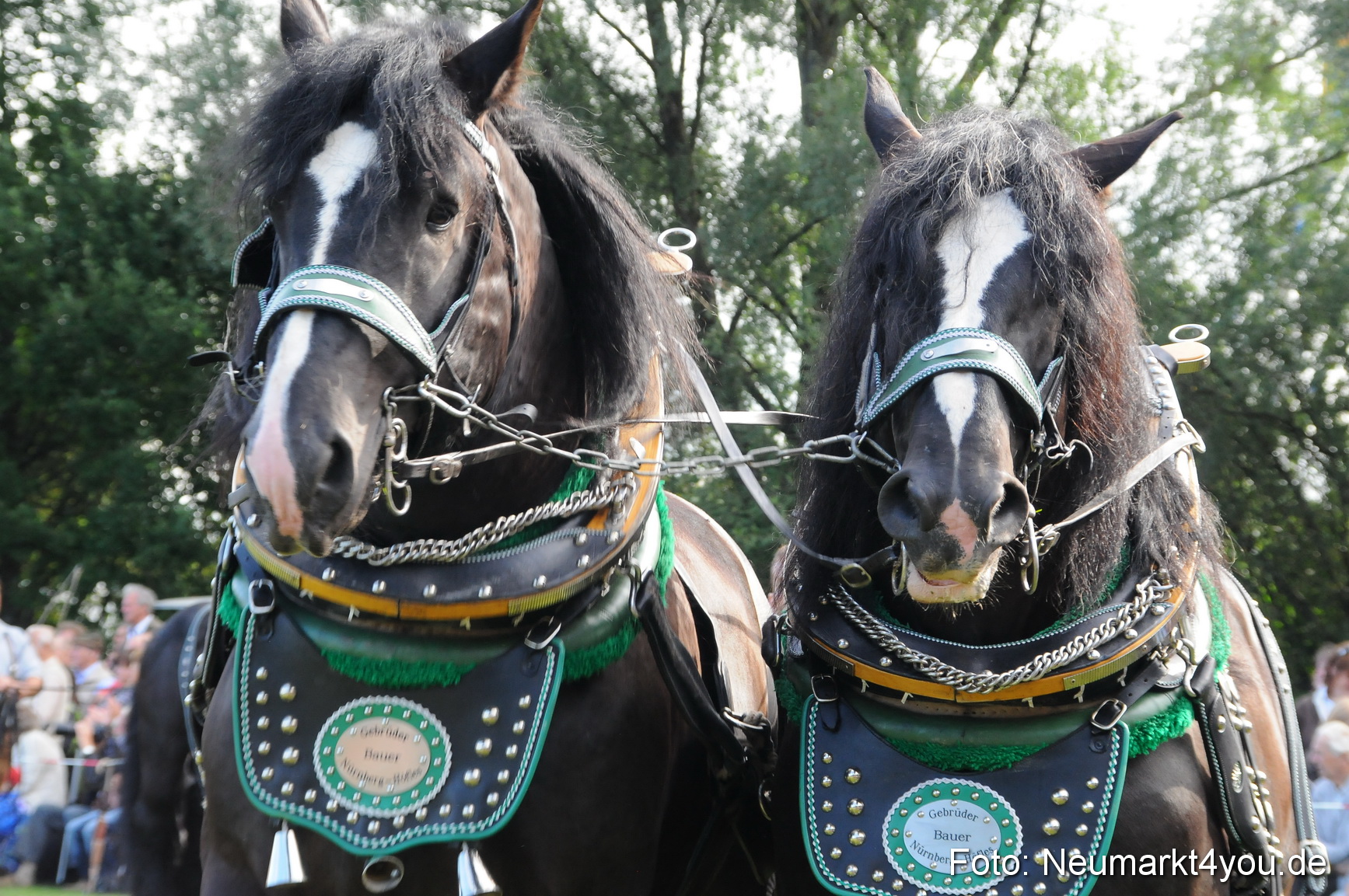 Pferdeschau Volksfest Neumarkt 160810 0025