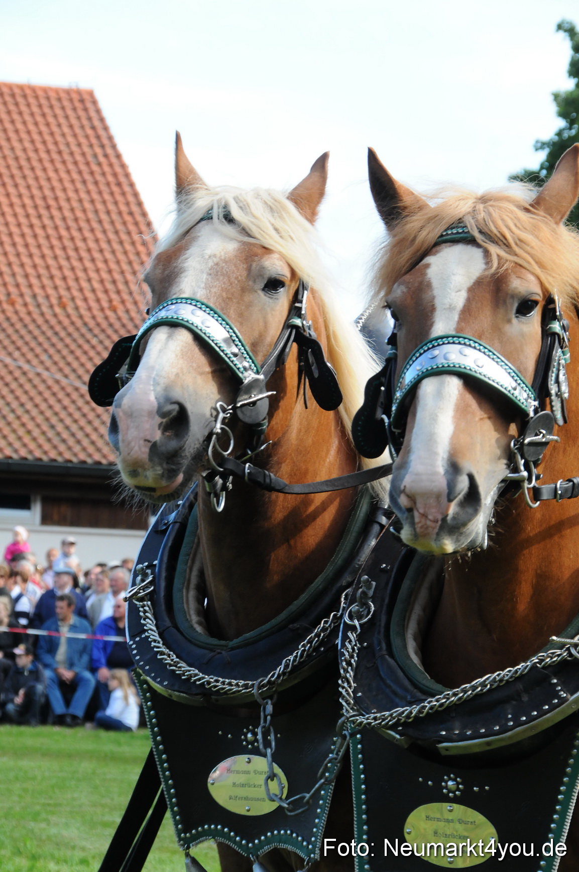 Pferdeschau Volksfest Neumarkt 160810 0027