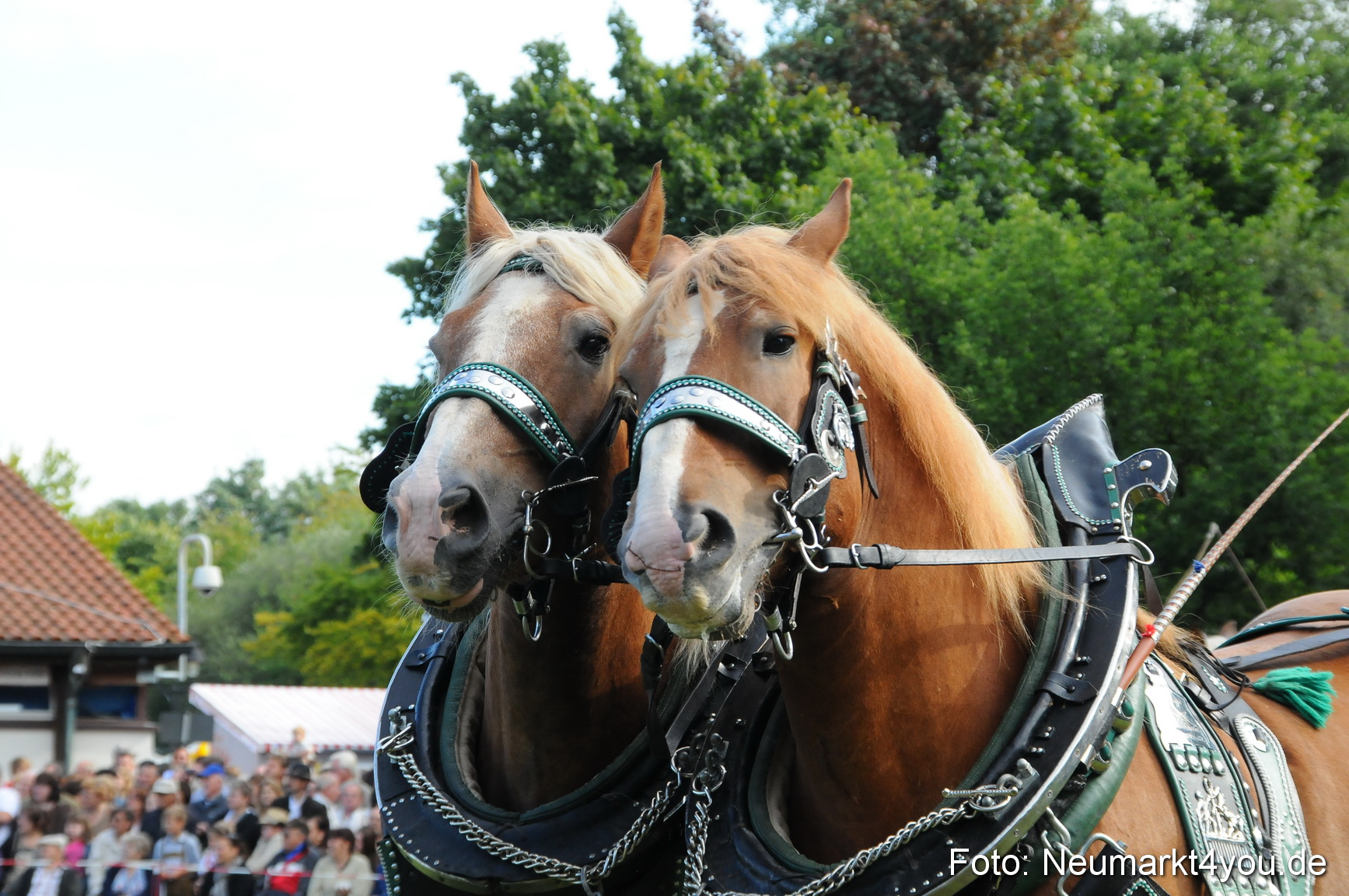 Pferdeschau Volksfest Neumarkt 160810 0028
