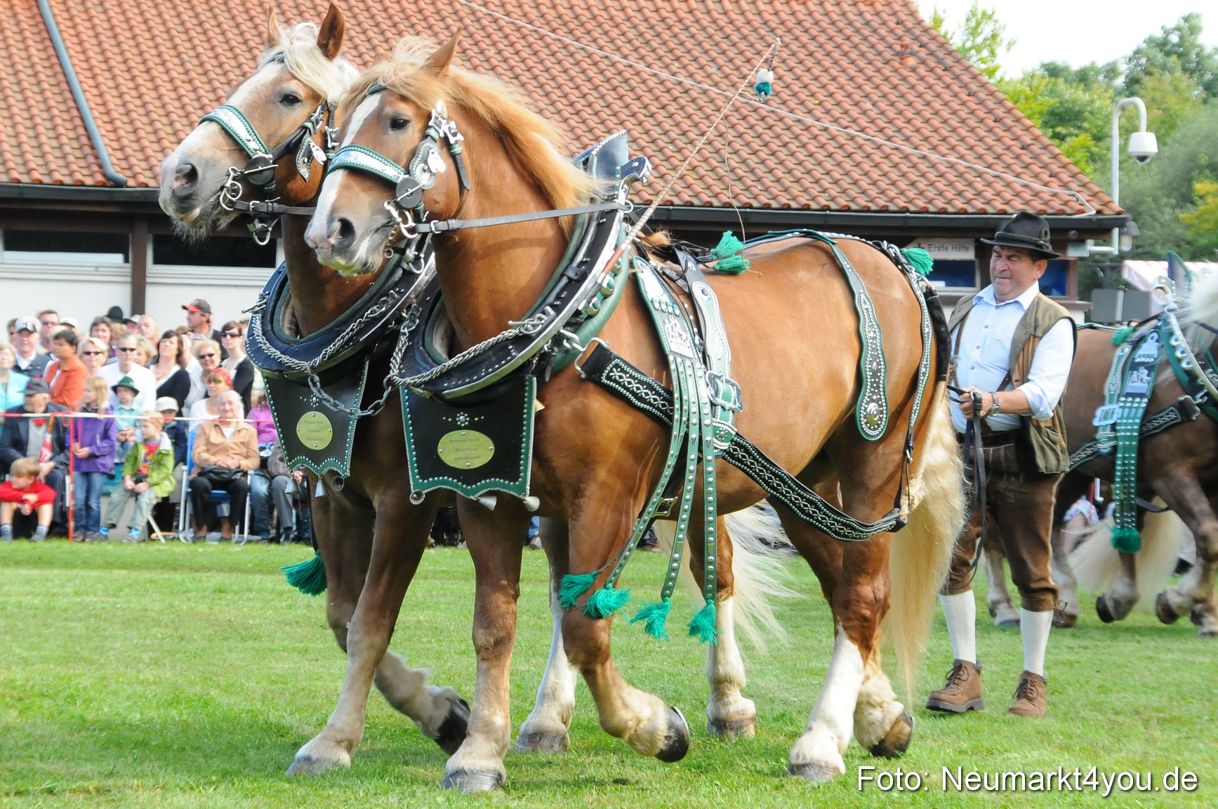 Pferdeschau Volksfest Neumarkt 160810 0031