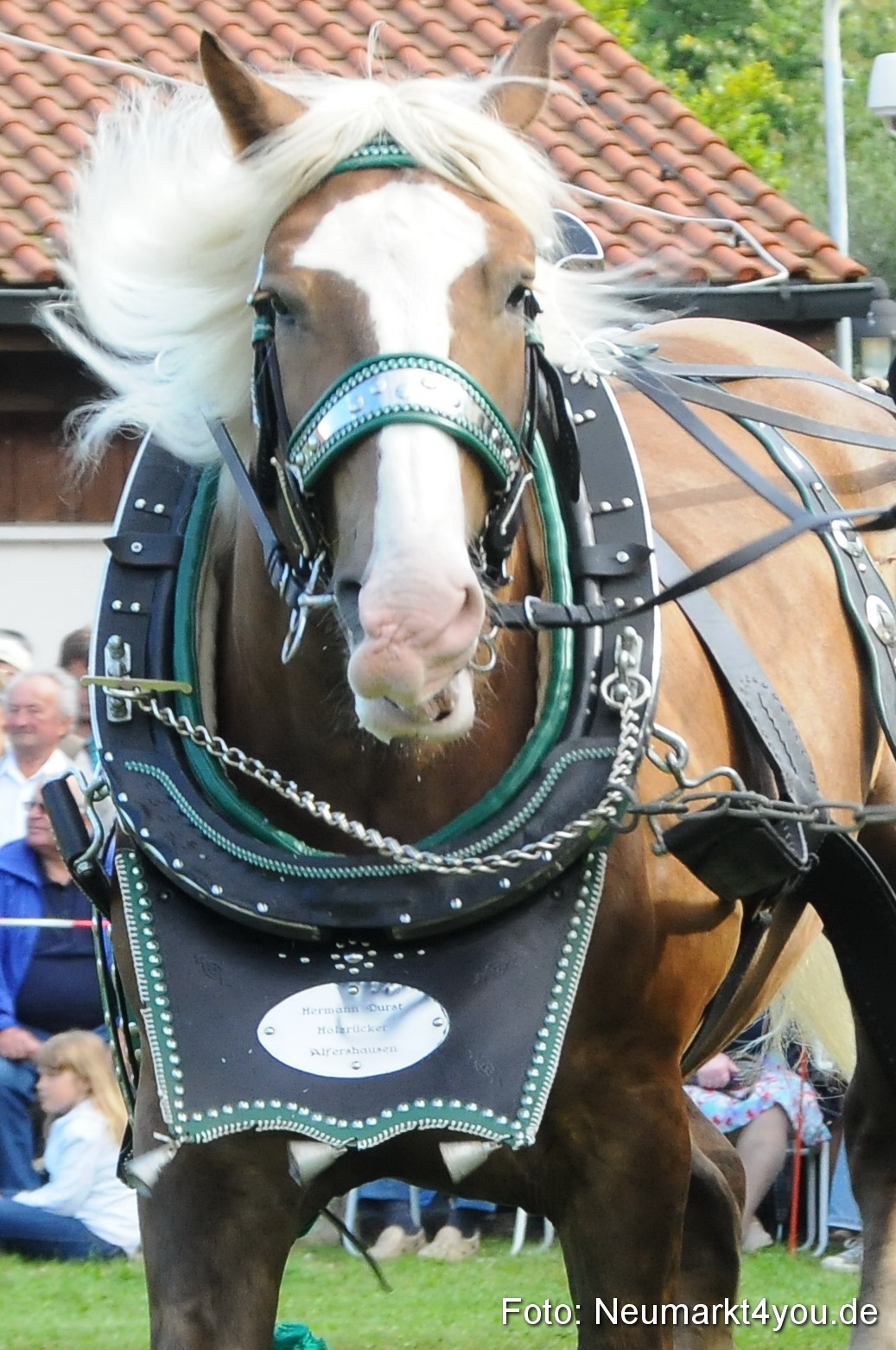 Pferdeschau Volksfest Neumarkt 160810 0032