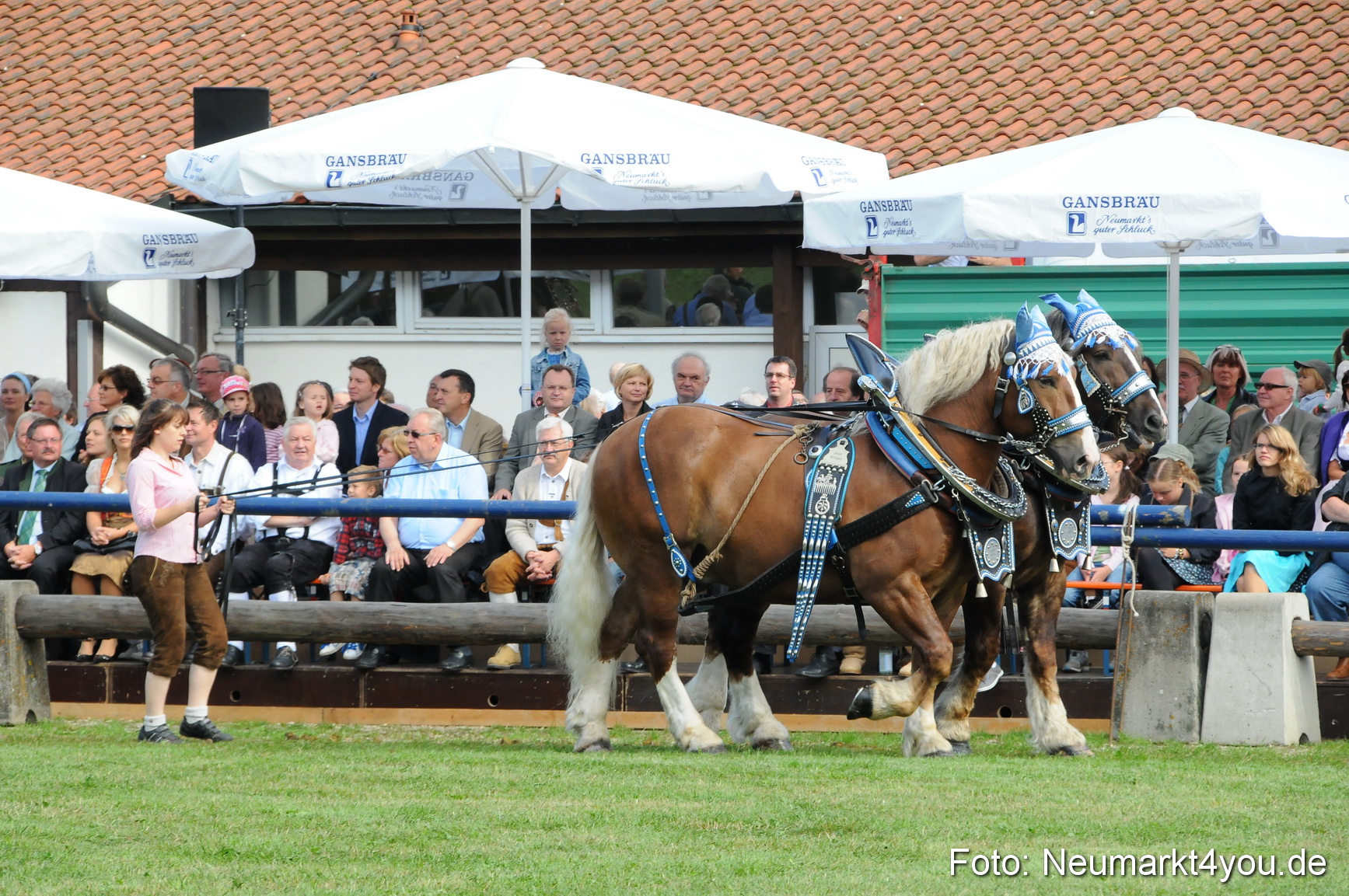 Pferdeschau Volksfest Neumarkt 160810 0033