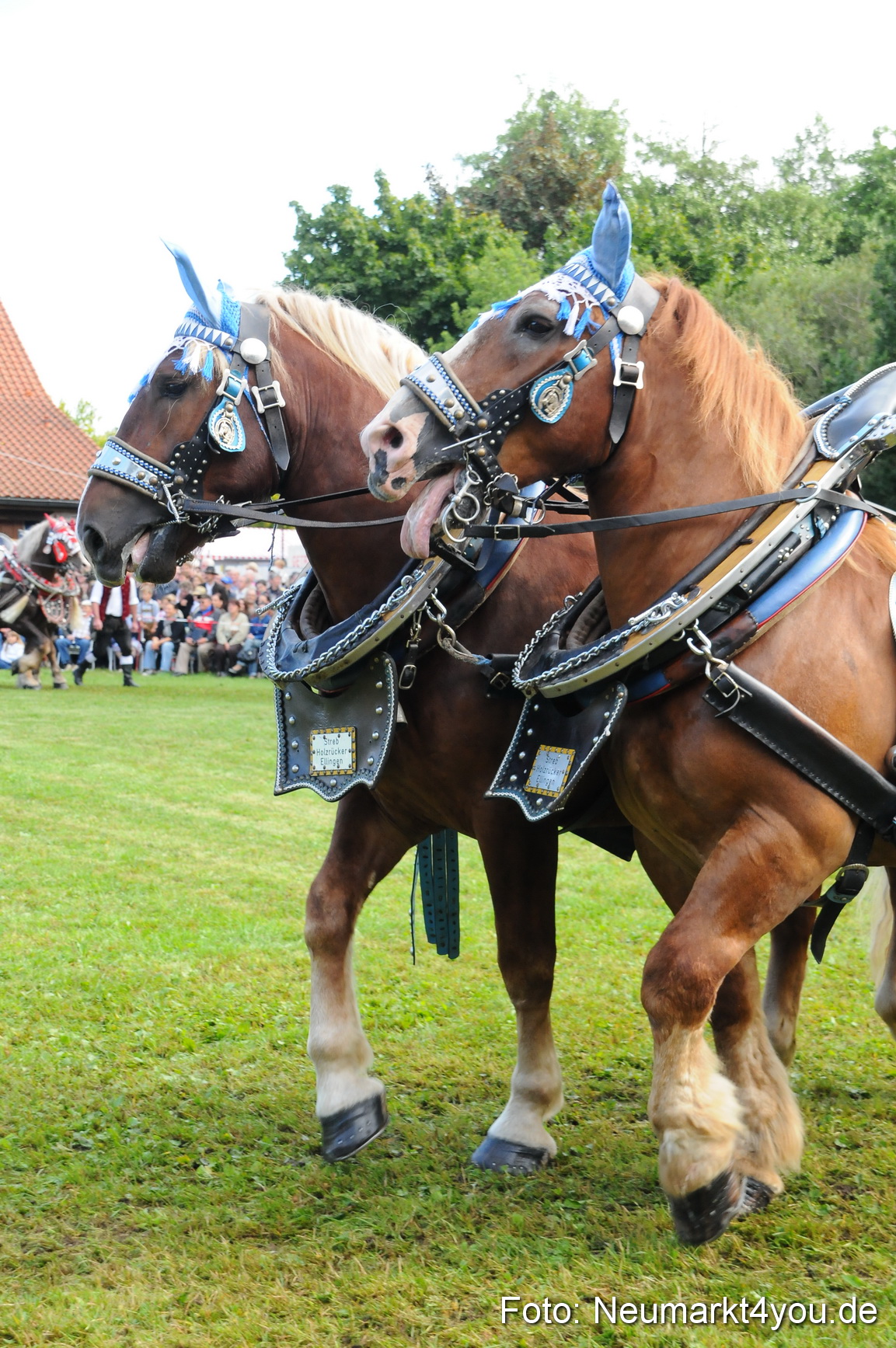 Pferdeschau Volksfest Neumarkt 160810 0040