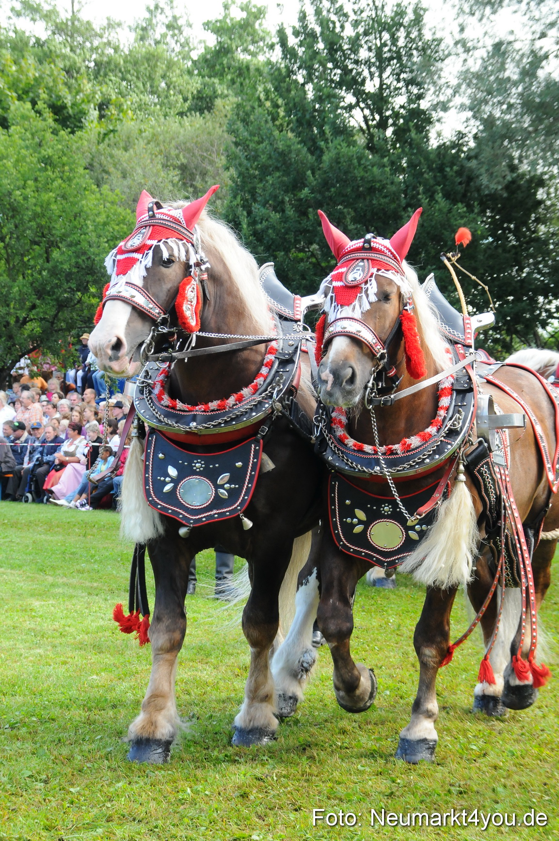 Pferdeschau Volksfest Neumarkt 160810 0041