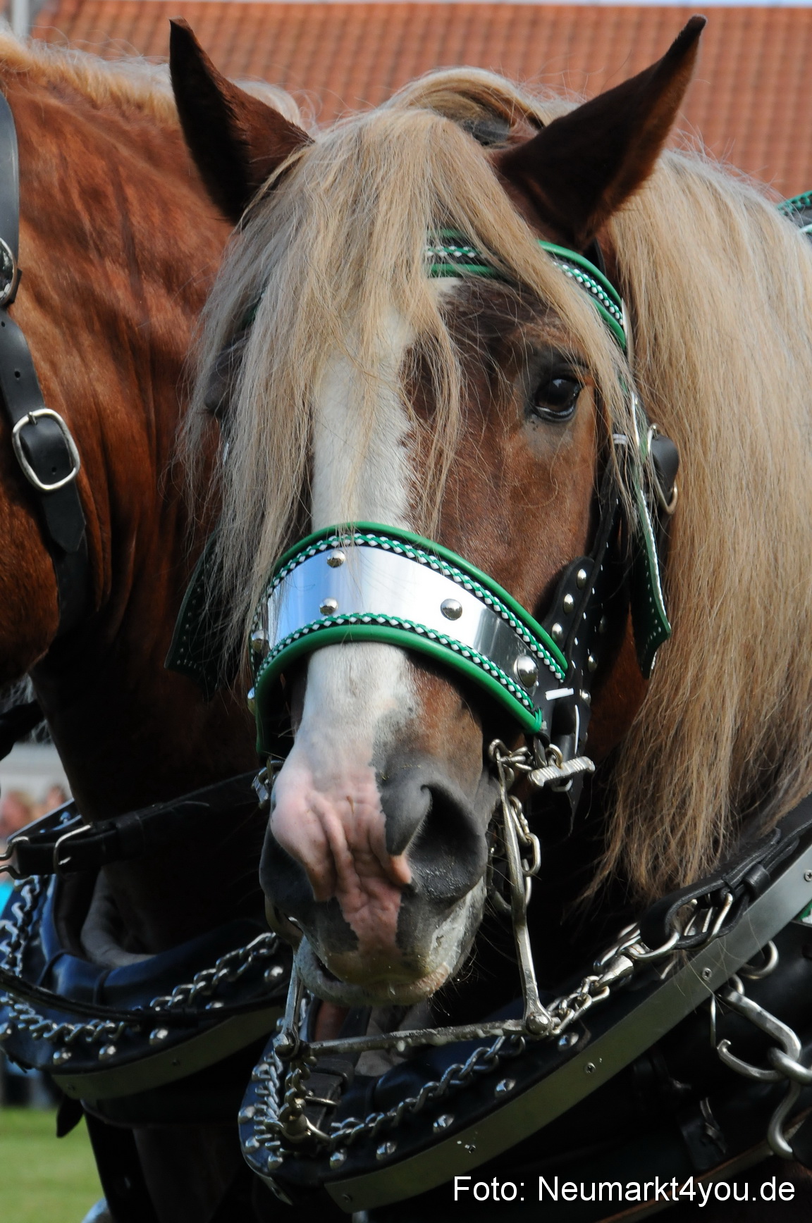 Pferdeschau Volksfest Neumarkt 160810 0042