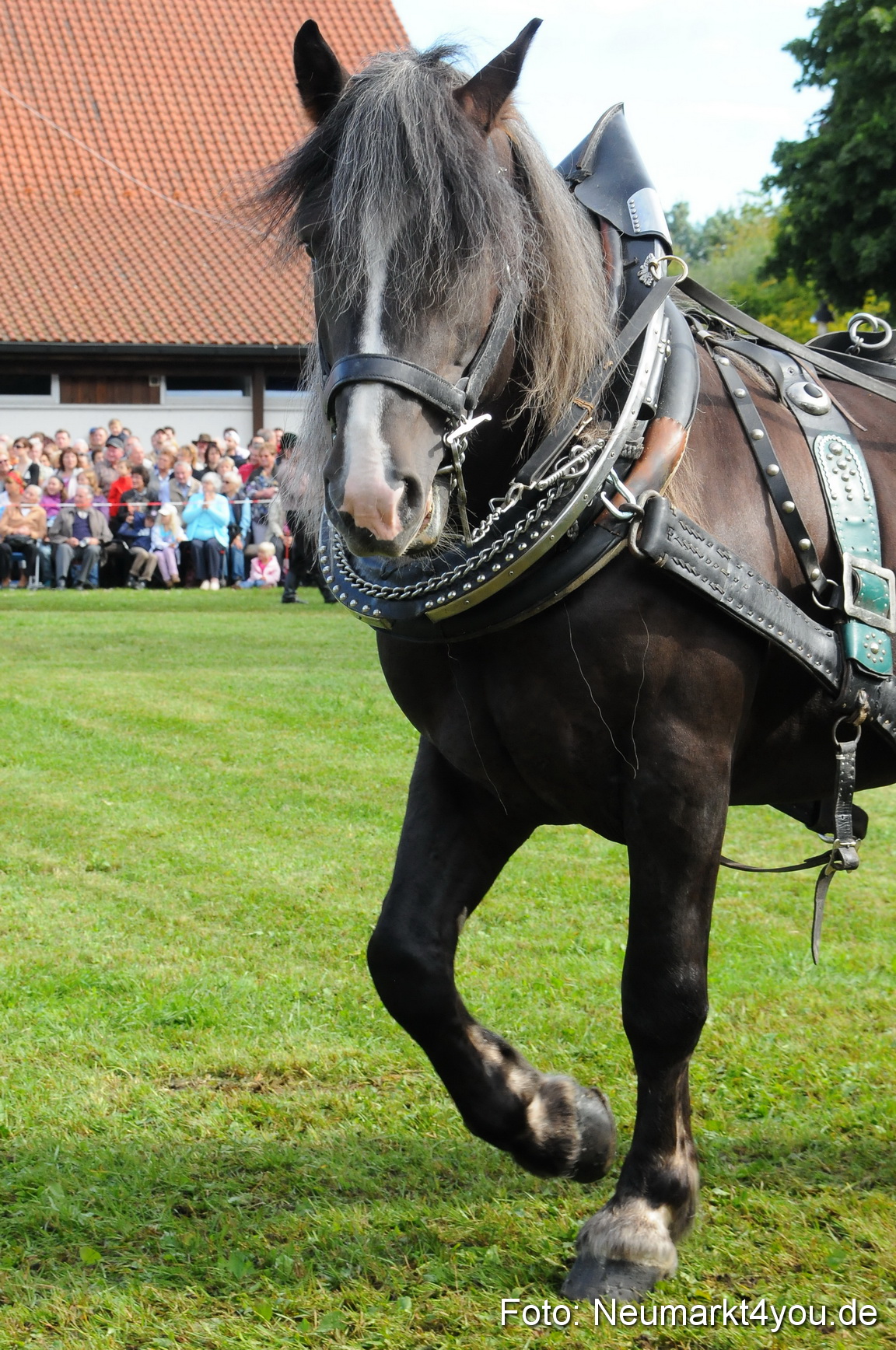 Pferdeschau Volksfest Neumarkt 160810 0044