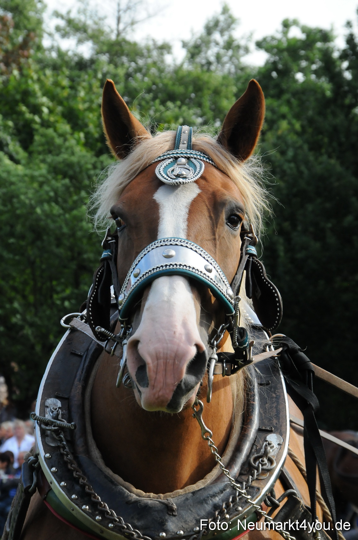 Pferdeschau Volksfest Neumarkt 160810 0045