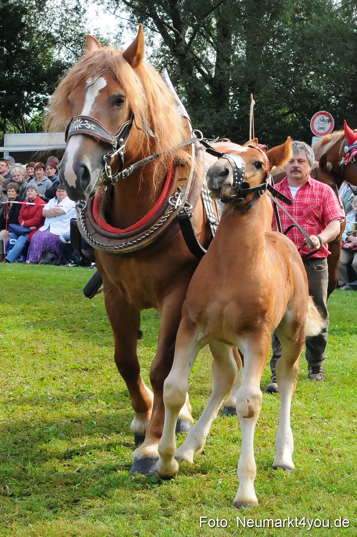 Pferdeschau Volksfest Neumarkt 160810 0046
