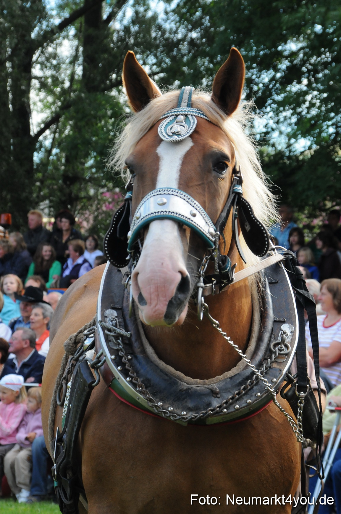 Pferdeschau Volksfest Neumarkt 160810 0048