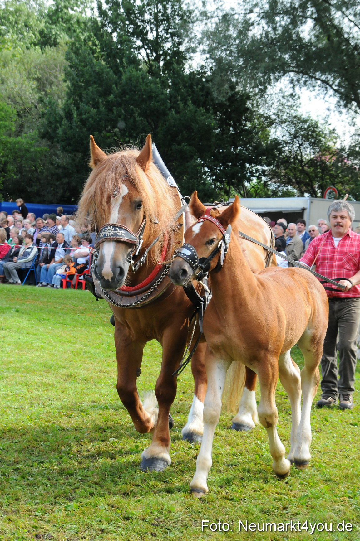 Pferdeschau Volksfest Neumarkt 160810 0051