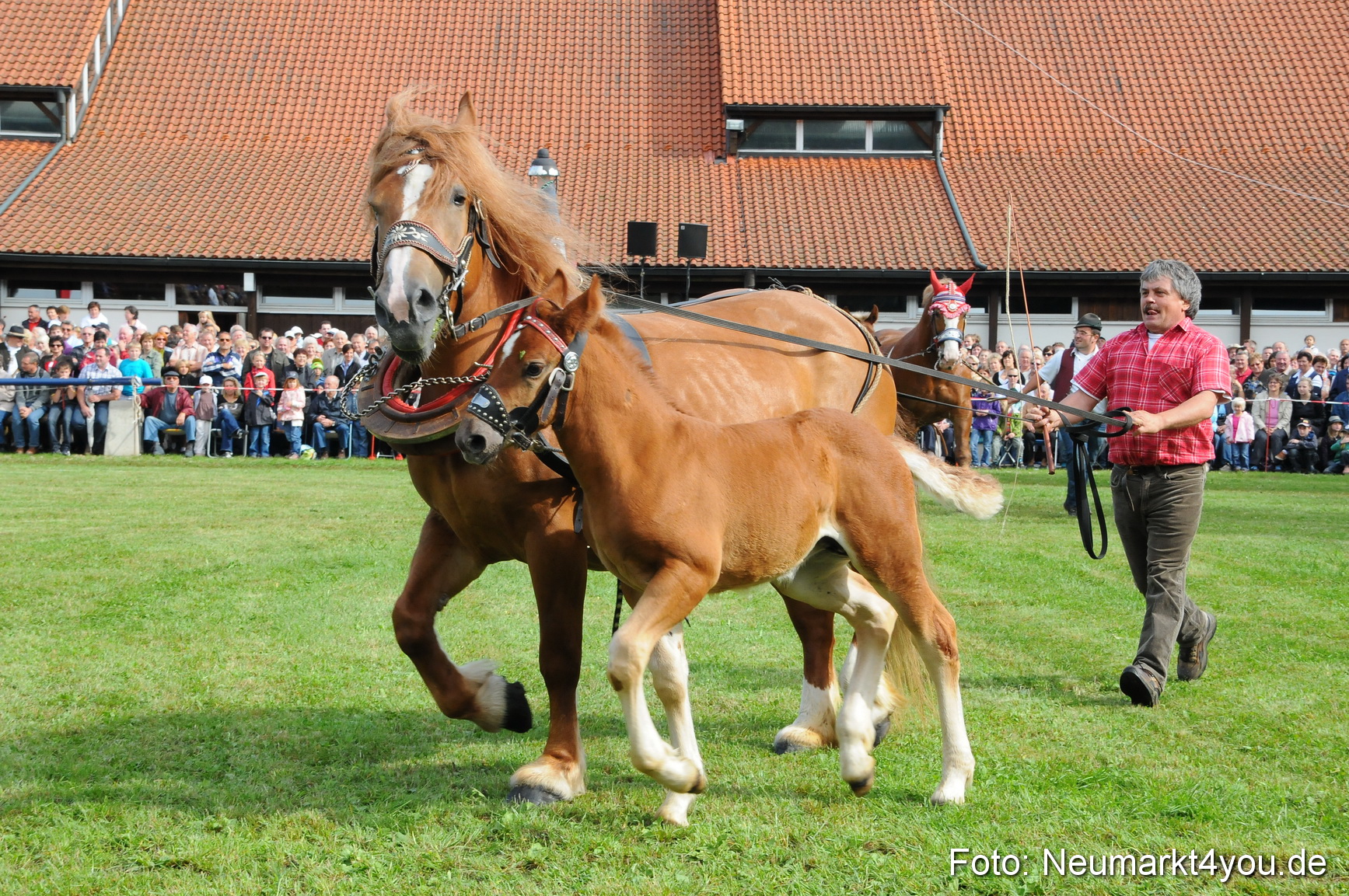 Pferdeschau Volksfest Neumarkt 160810 0052