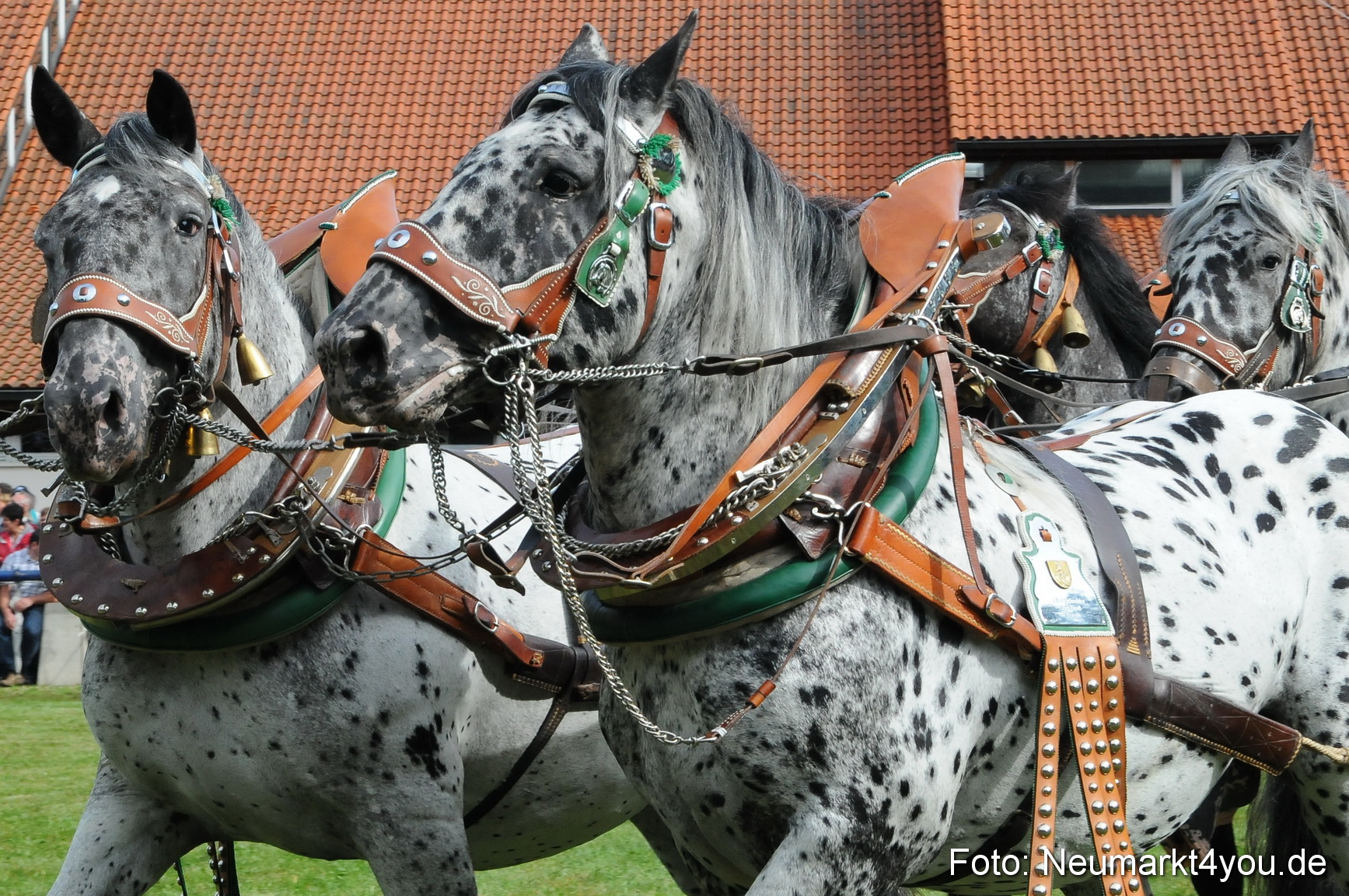 Pferdeschau Volksfest Neumarkt 160810 0058