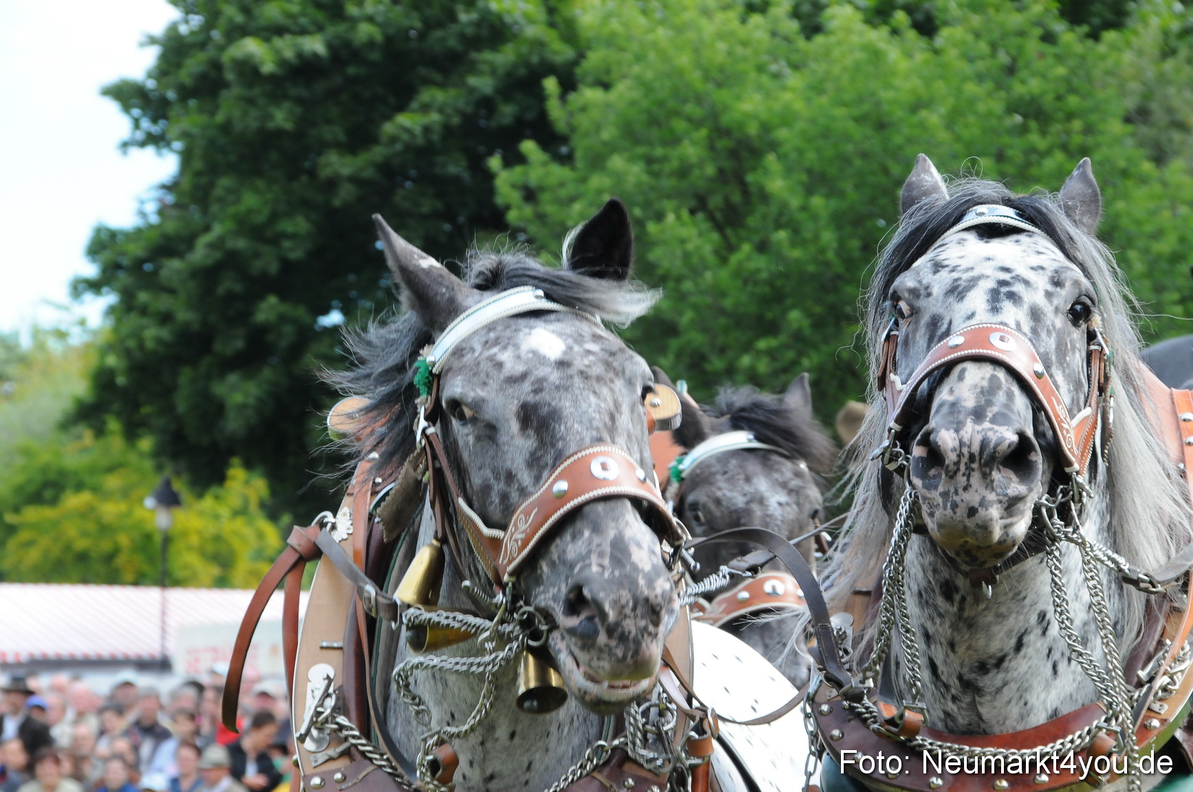Pferdeschau Volksfest Neumarkt 160810 0060