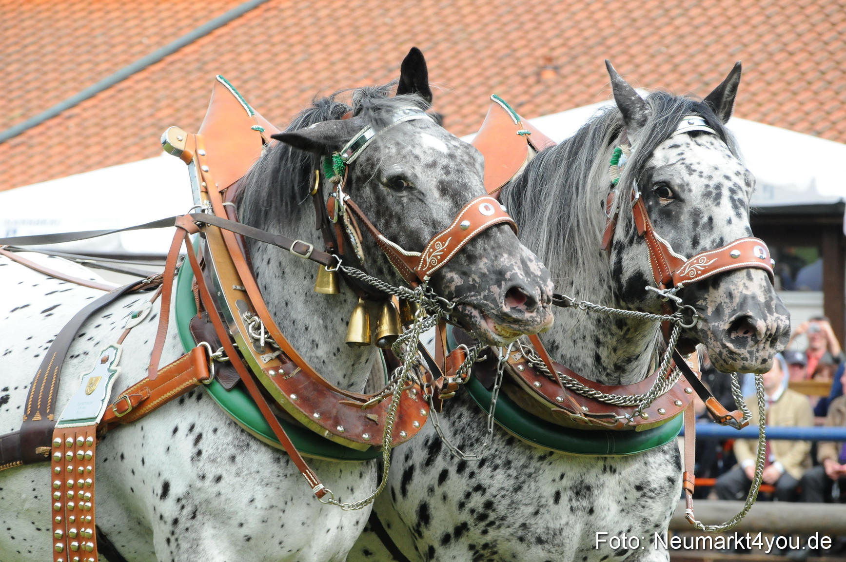Pferdeschau Volksfest Neumarkt 160810 0063