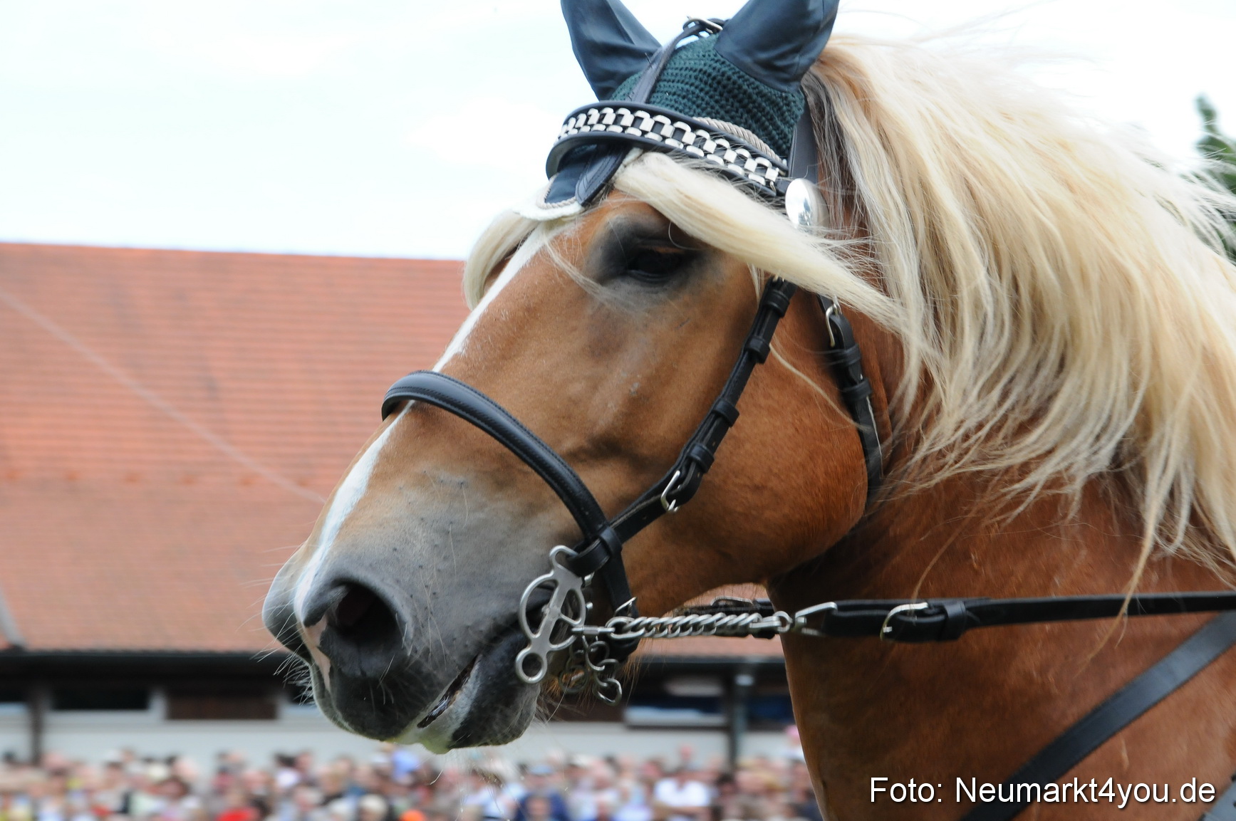 Pferdeschau Volksfest Neumarkt 160810 0074
